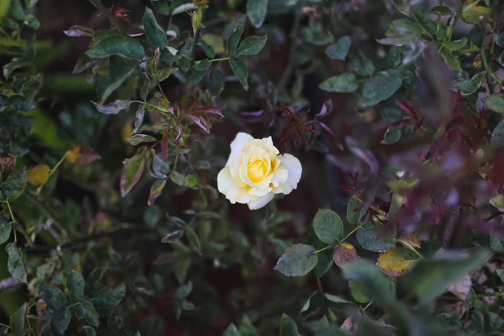 ryan.rosa_MFVII-87.jpg