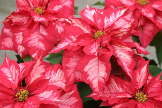 Pointsettias2.JPG