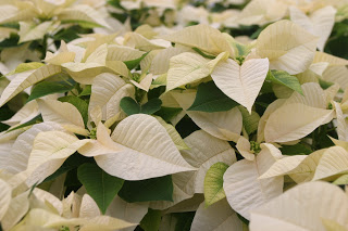 Poinsettias3.JPG