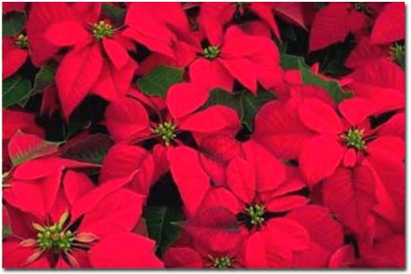 poinsettia8.jpg