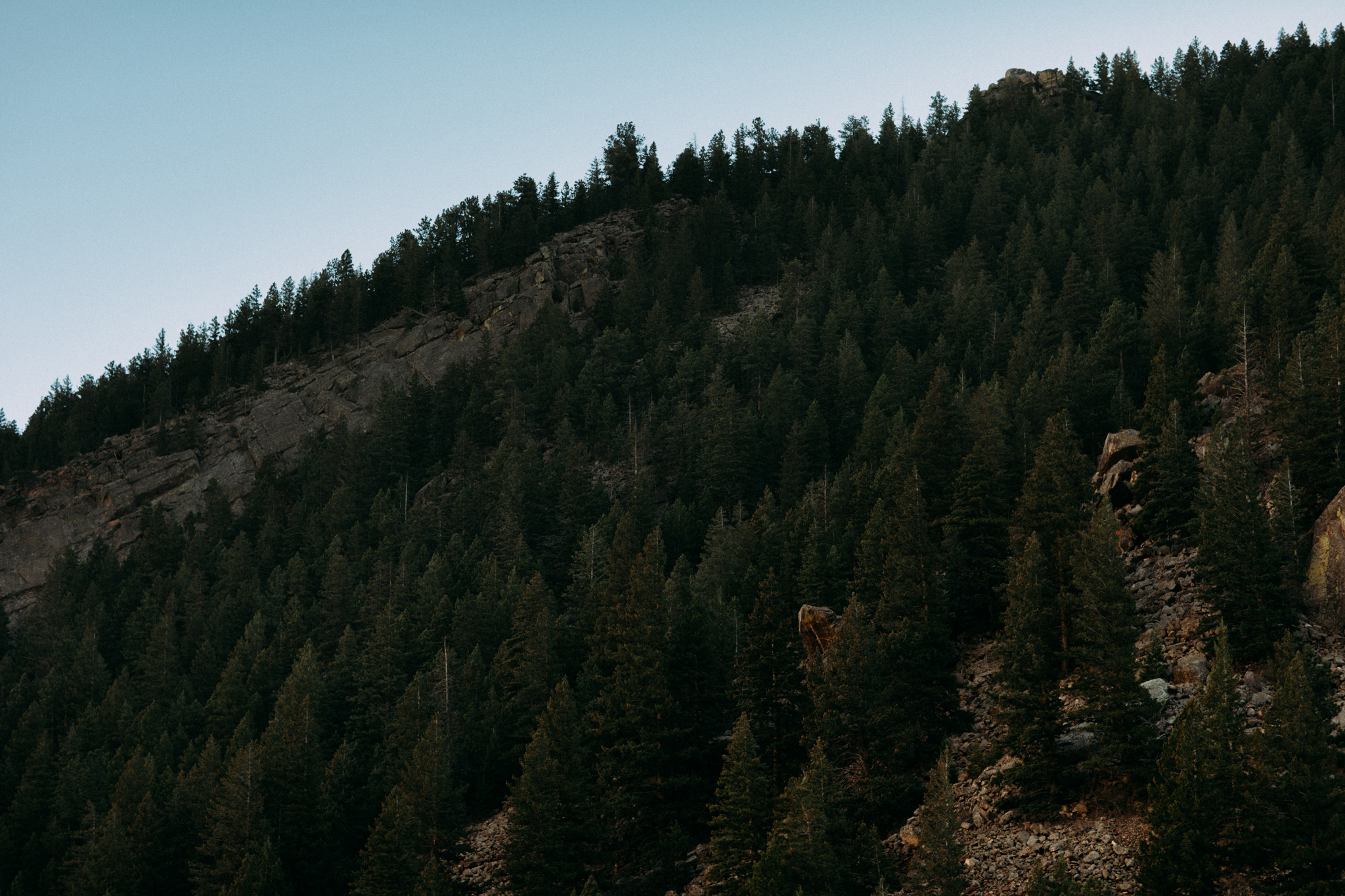 Colorado-Forest-Photograph