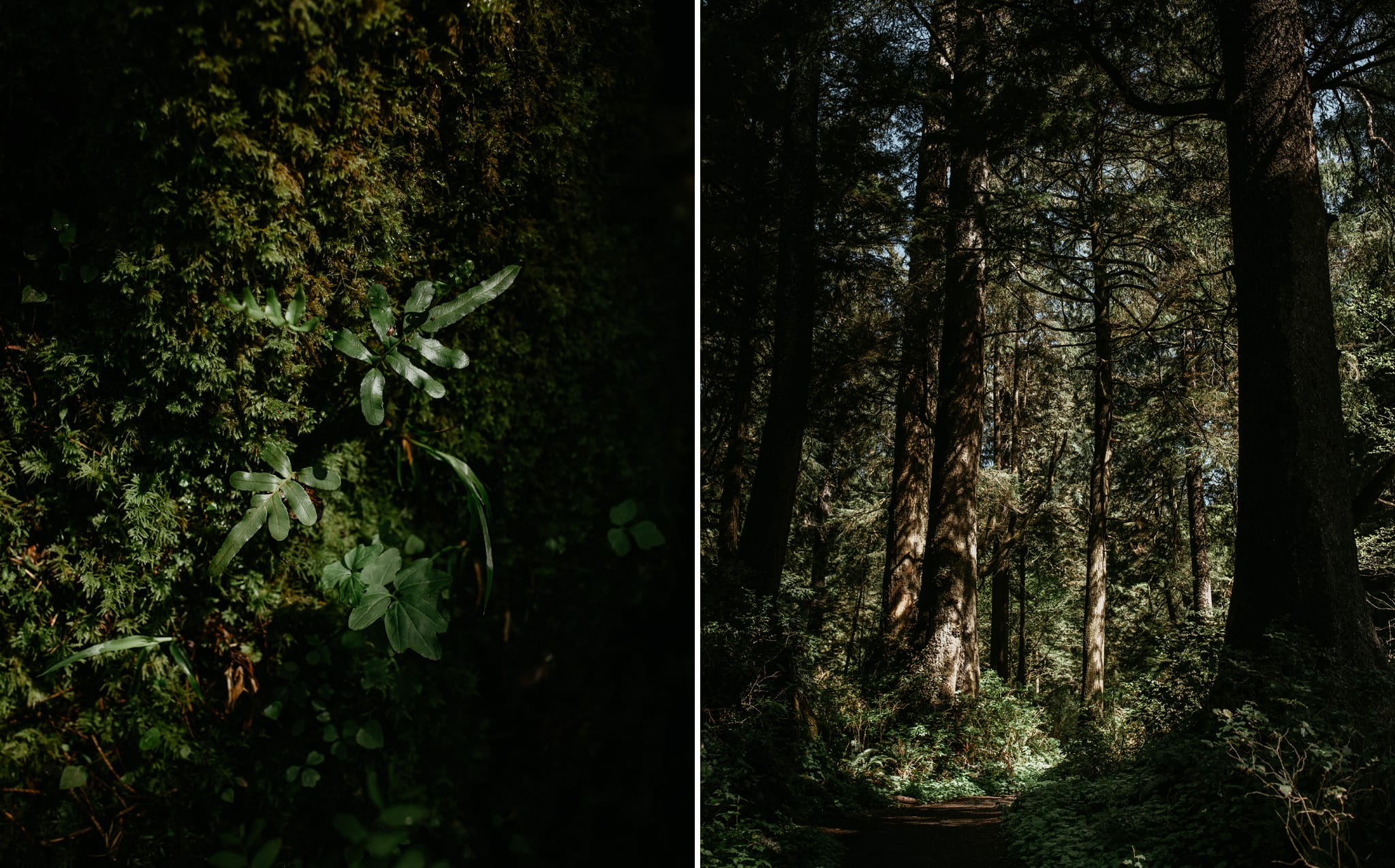 Oregon-Coast-Beach-Trails-Photograph