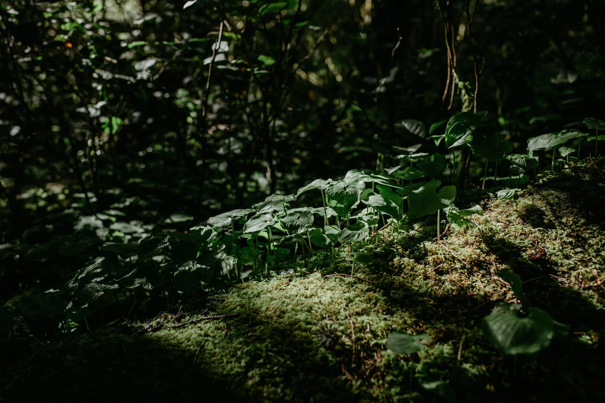 Oregon-Coast-Beach-Trails-Photograph