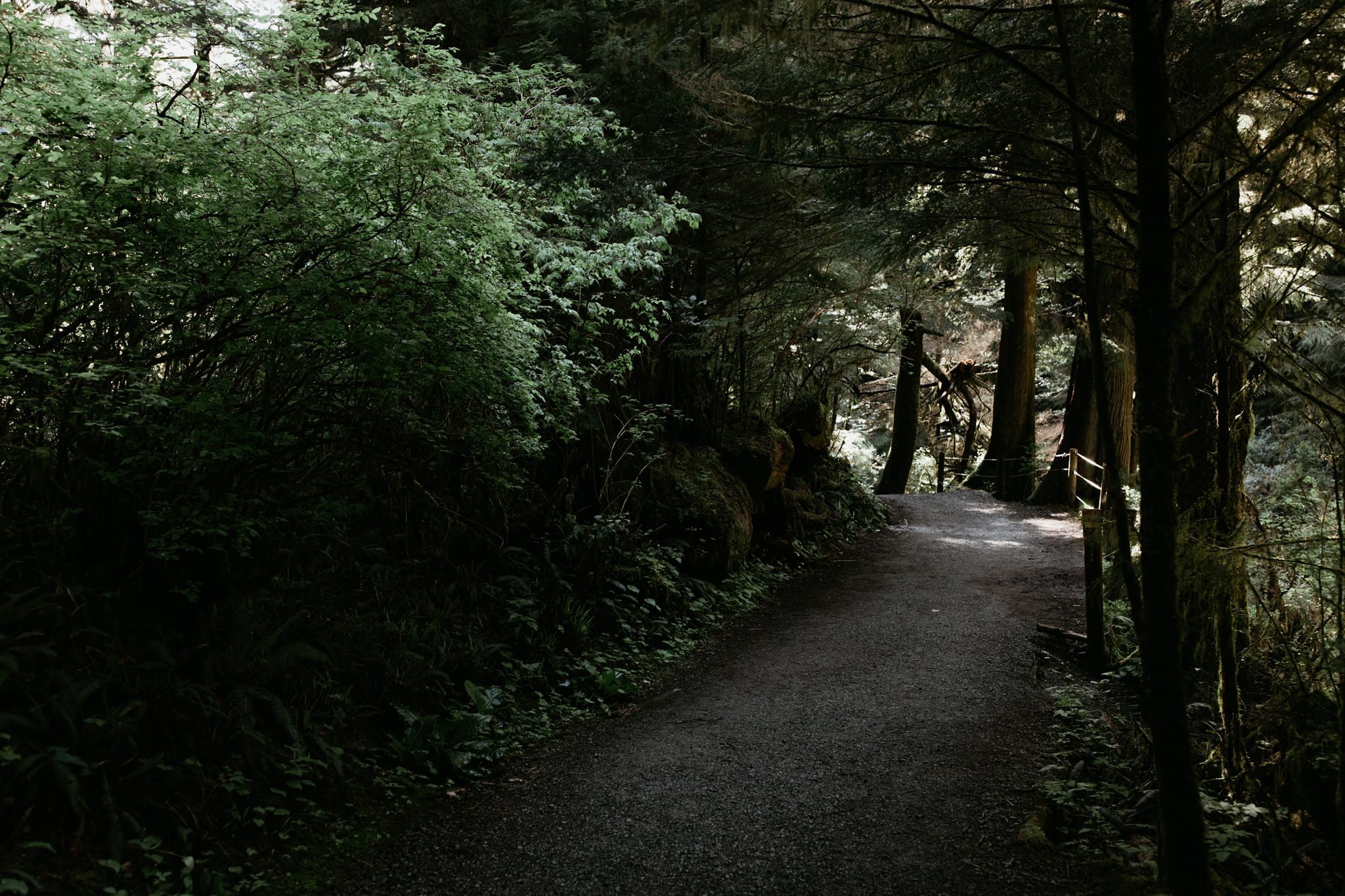 Oregon-Coast-Beach-Trails-Photograph