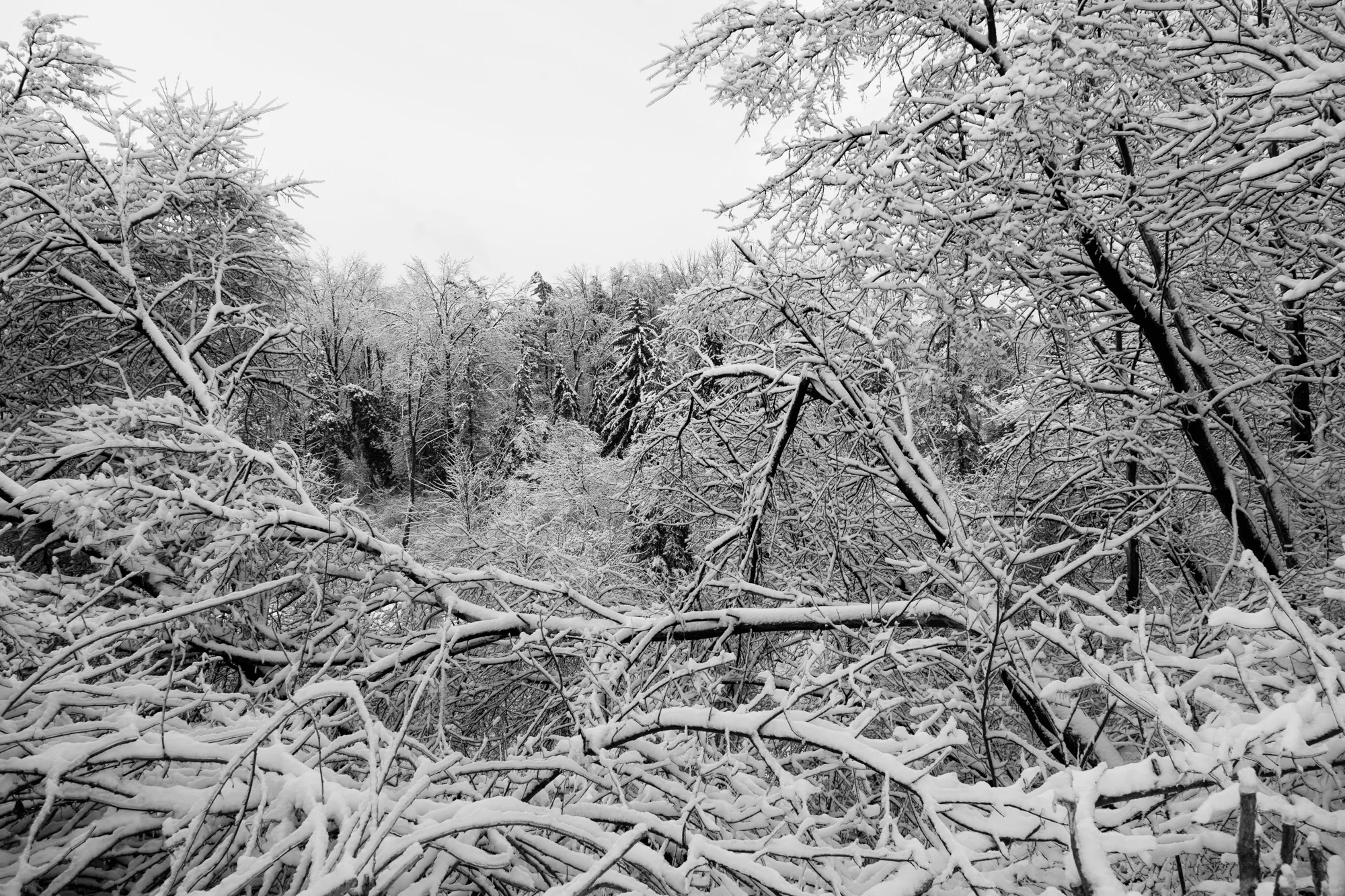 Prior to descending into Edwards Gardens. The amount of snow and ice that amassed on the forests is astounding.