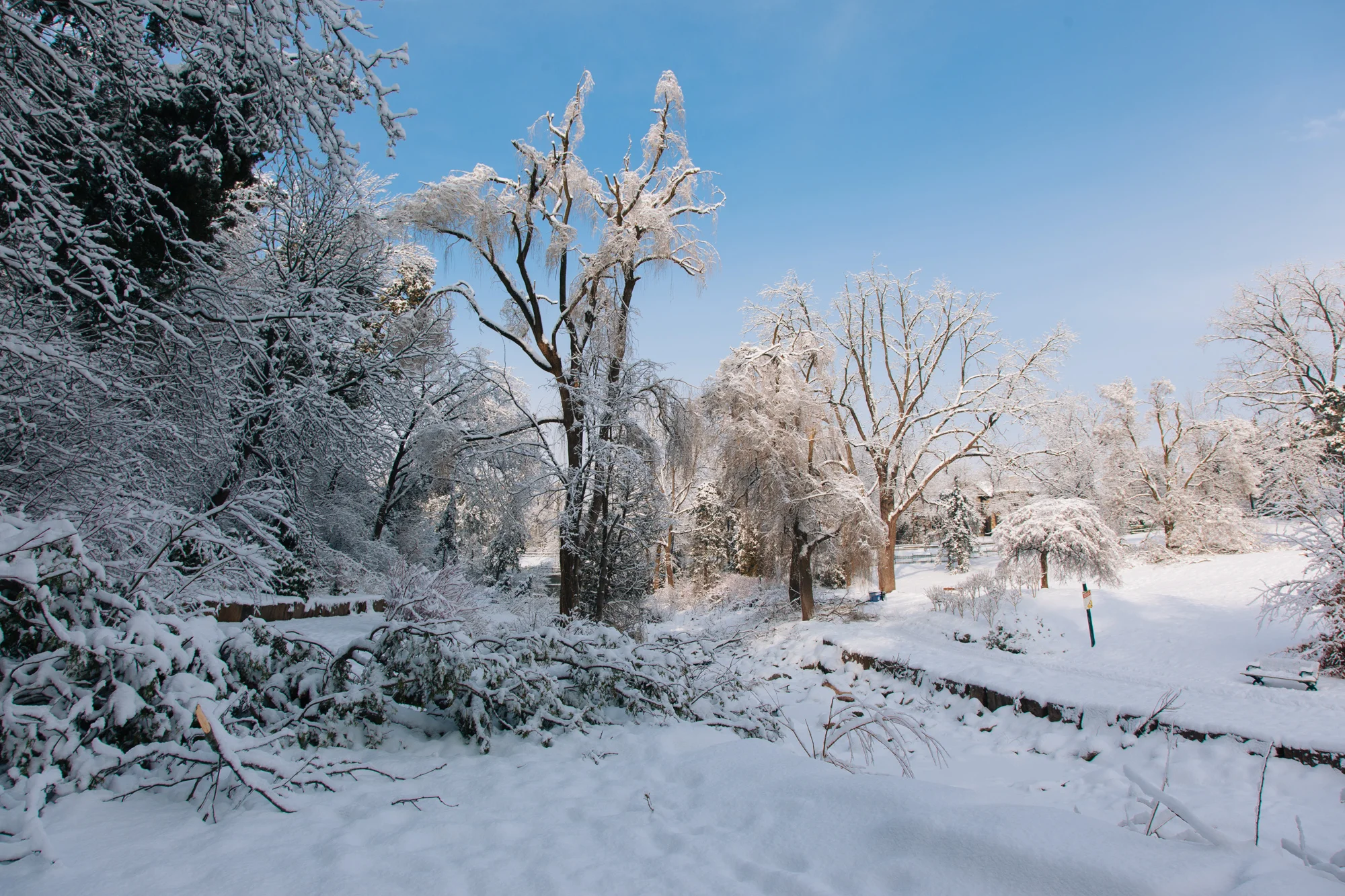 As aforementioned, downed trees were not a rare occurrence in Toronto for about 2 weeks.