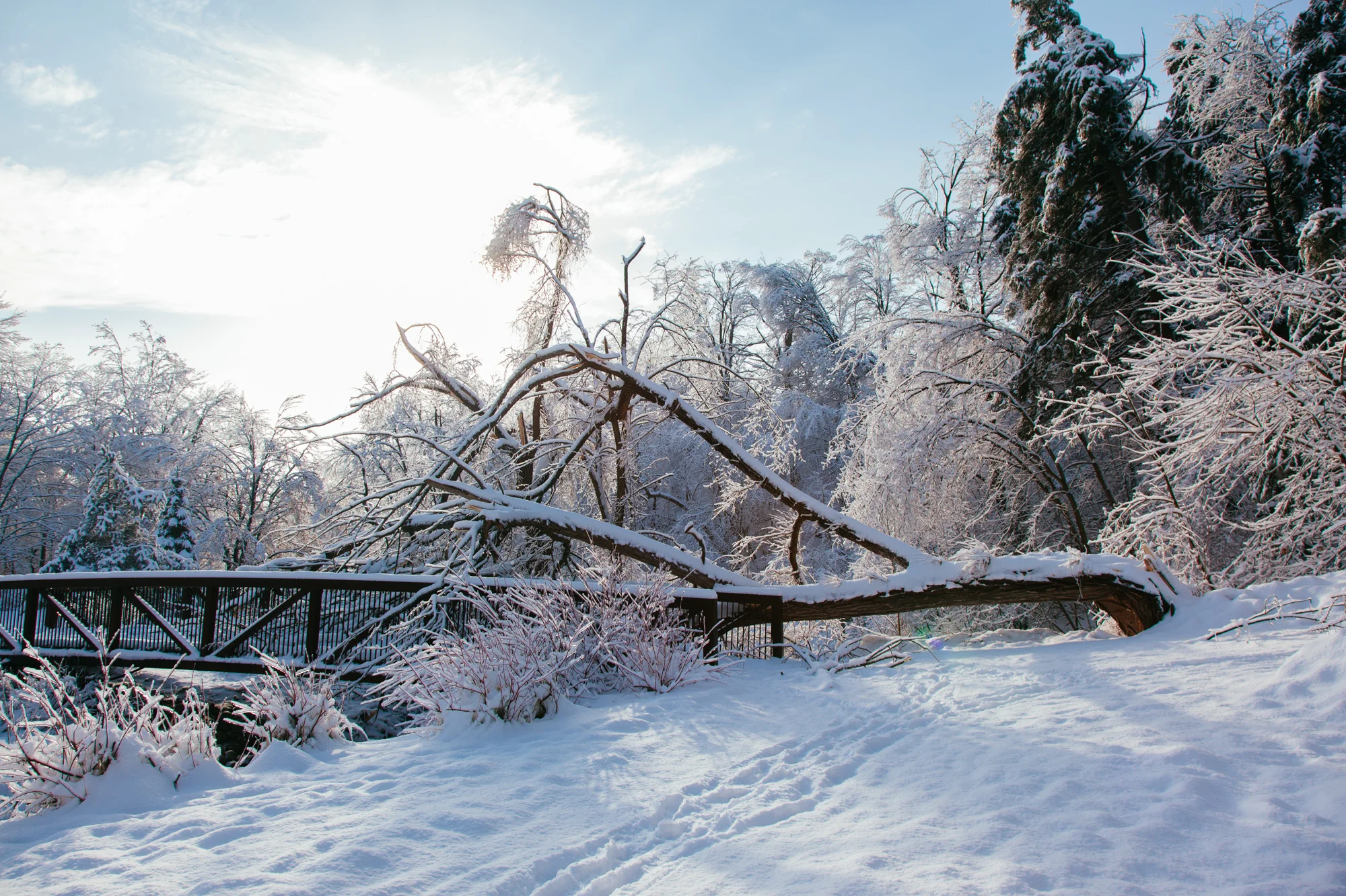 Trees were harmed in the photographing of this image.