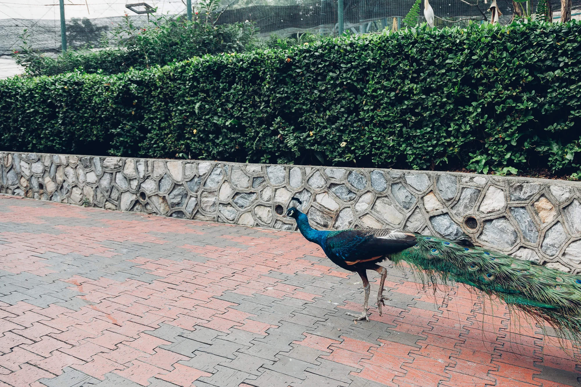MALAYSIA064.jpg
