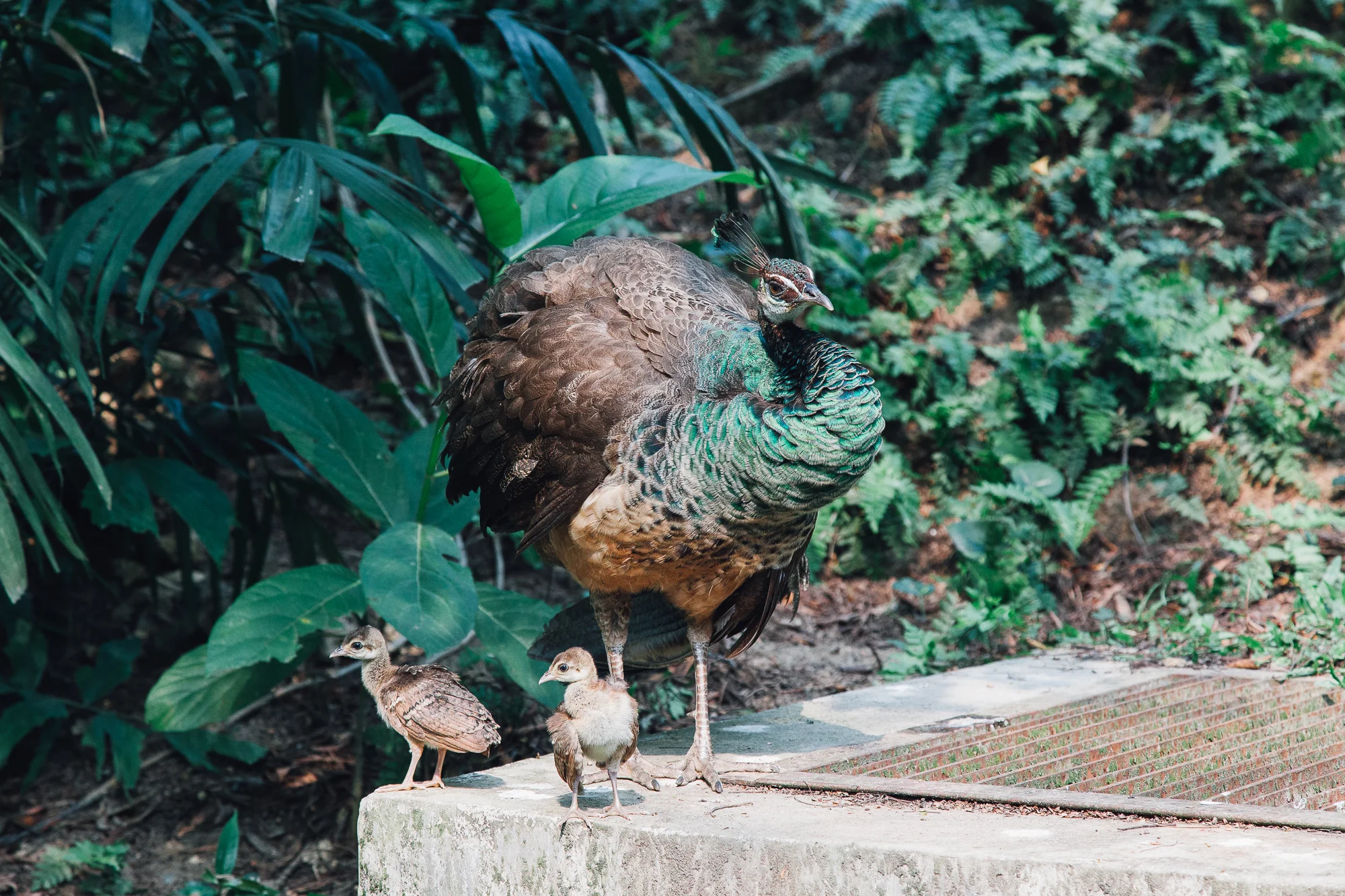 MALAYSIA077.jpg