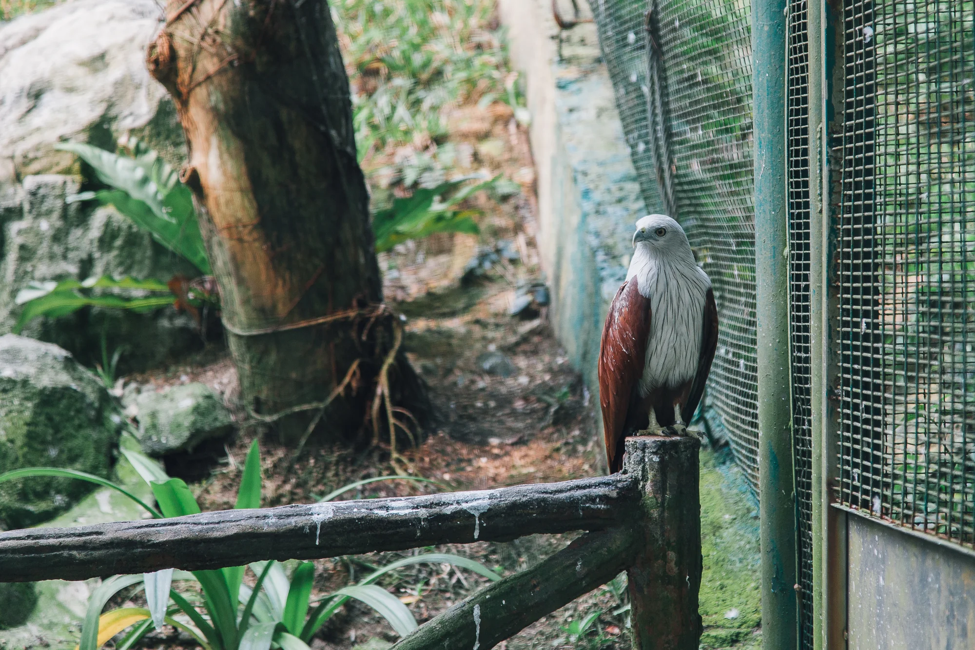 MALAYSIA082.jpg
