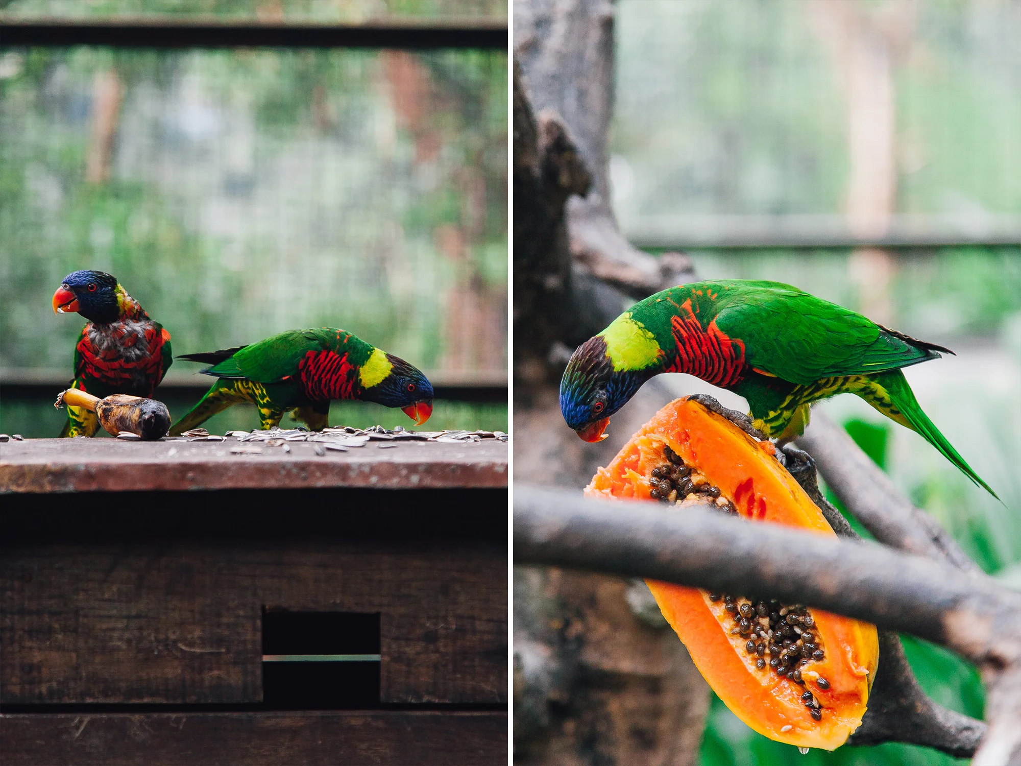 birddiptych.jpg