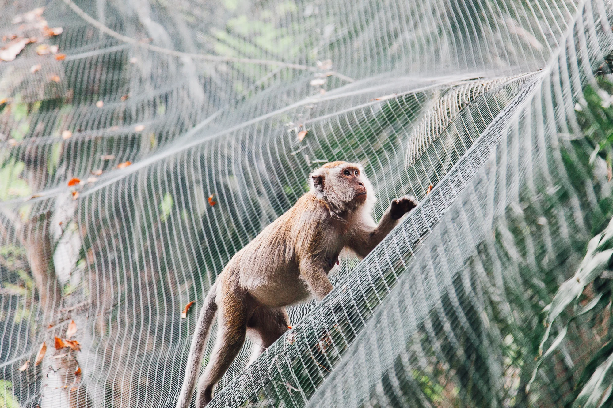 MALAYSIA091.jpg