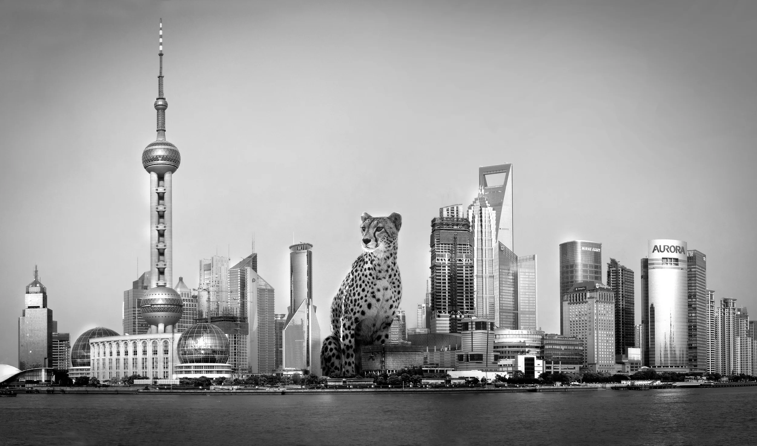 Shanghai Cheetah copy.jpg
