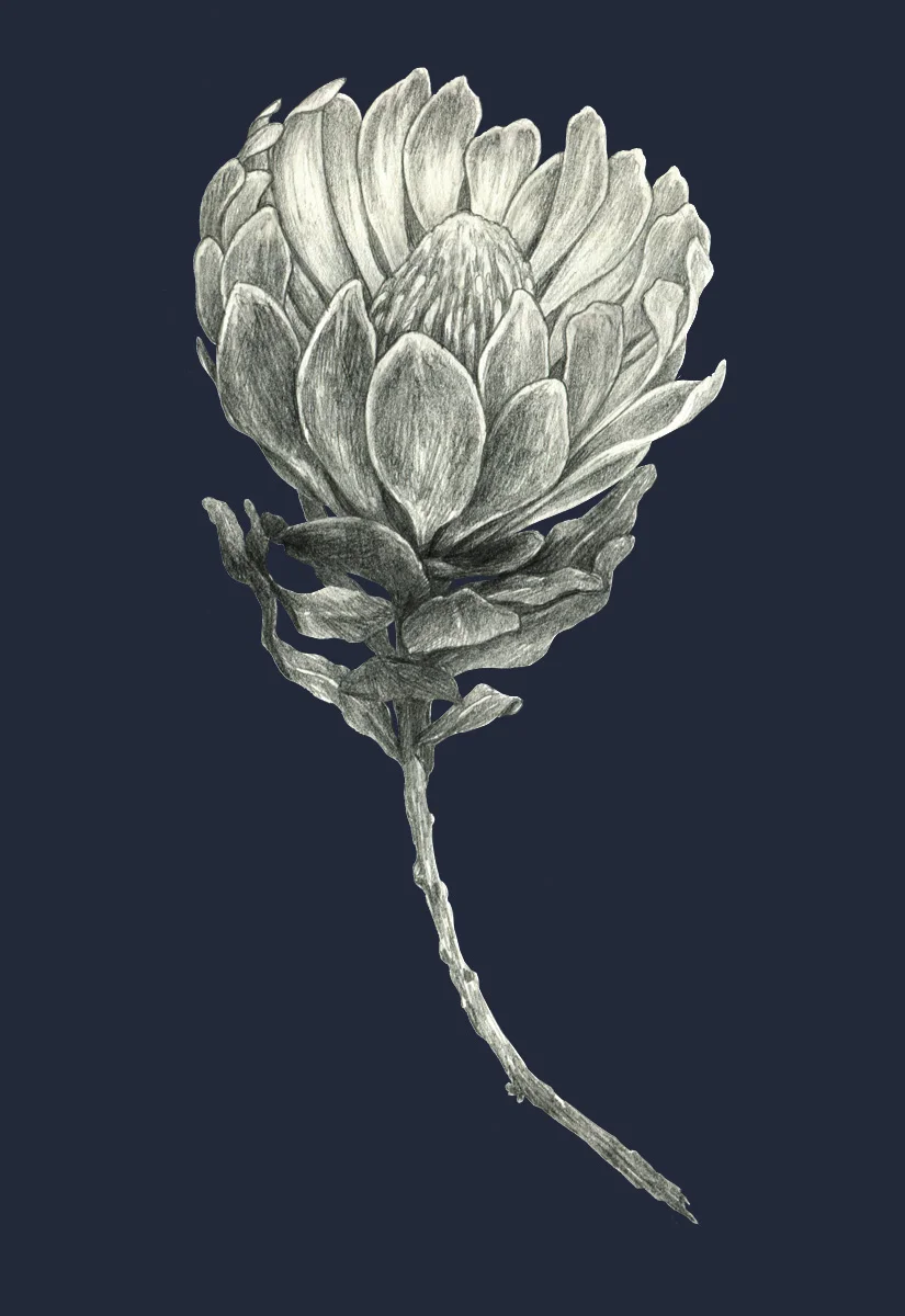 Protea
