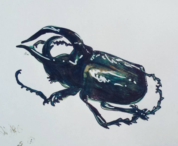 beetle buddy