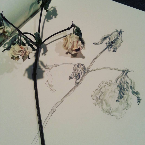 flower study