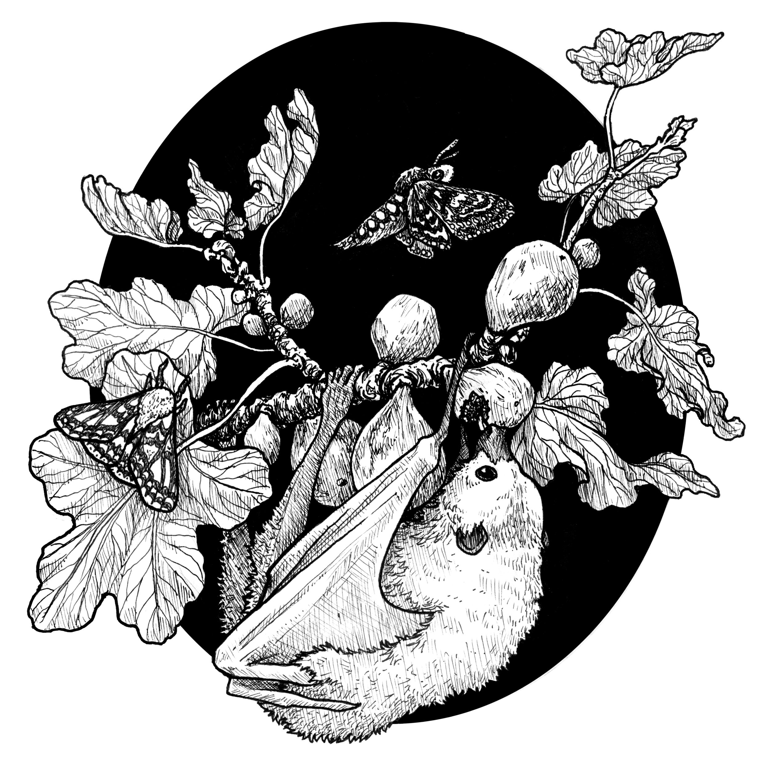 Fig Tree and the Fruit Bat