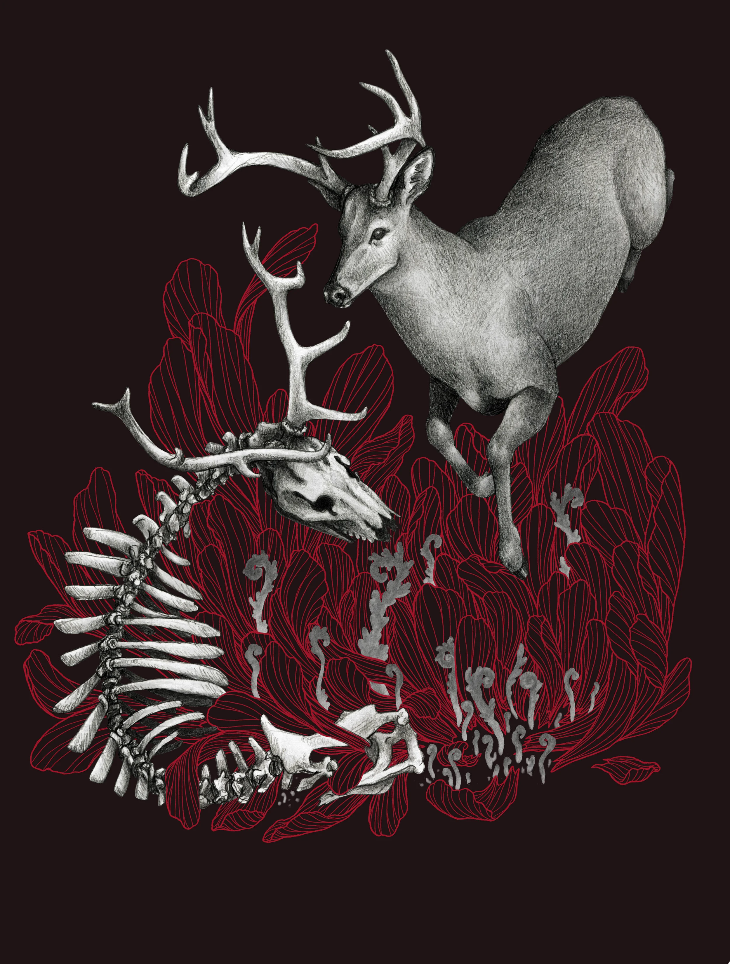 Stag