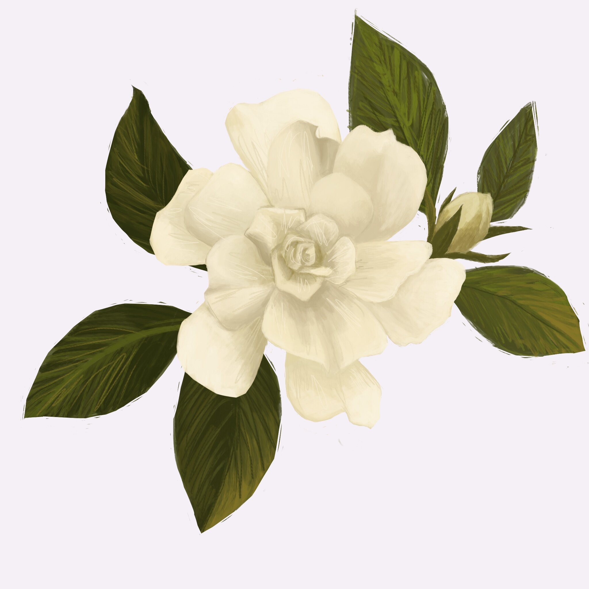Gardenia