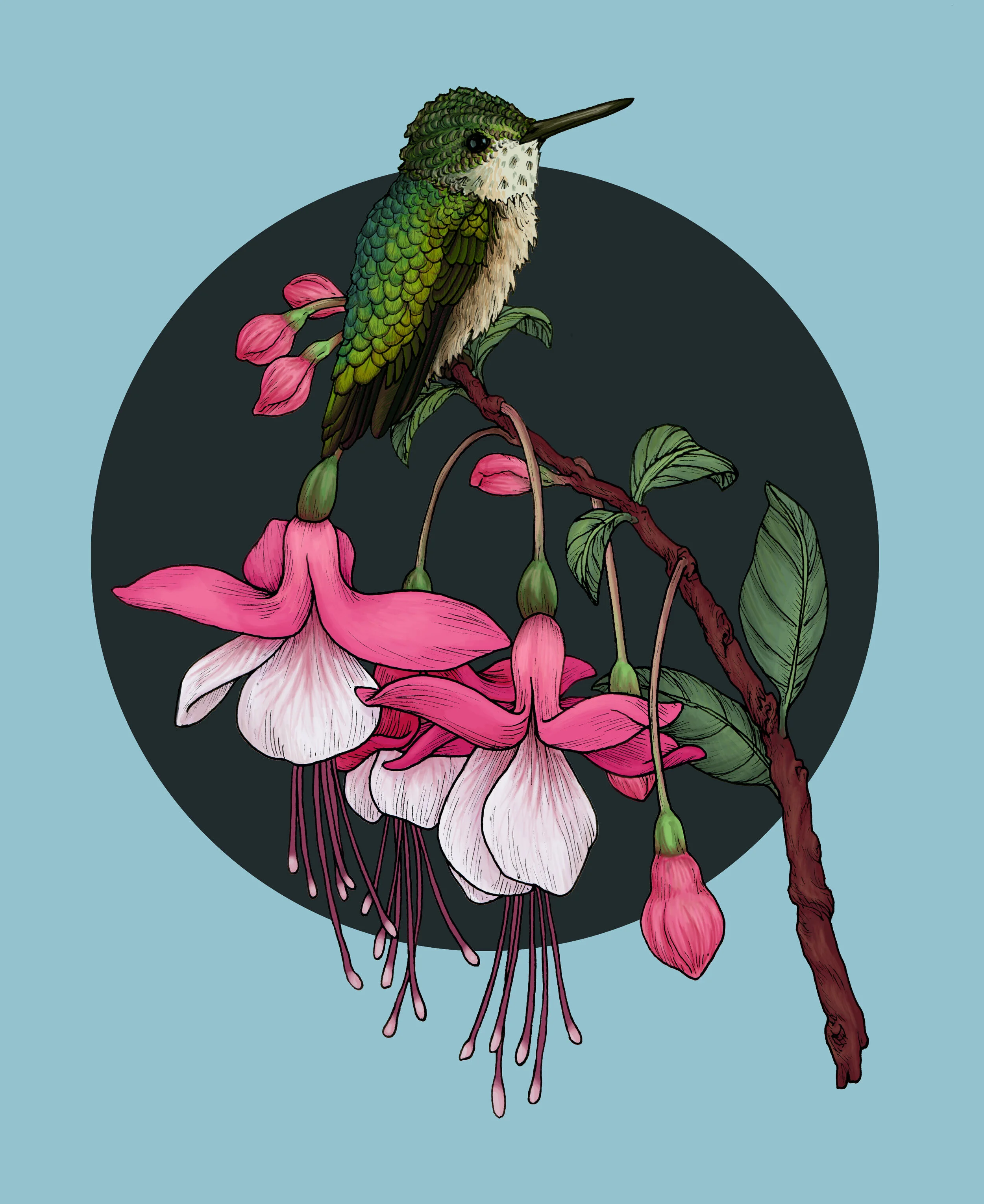 Hummingbird and Fuchsia