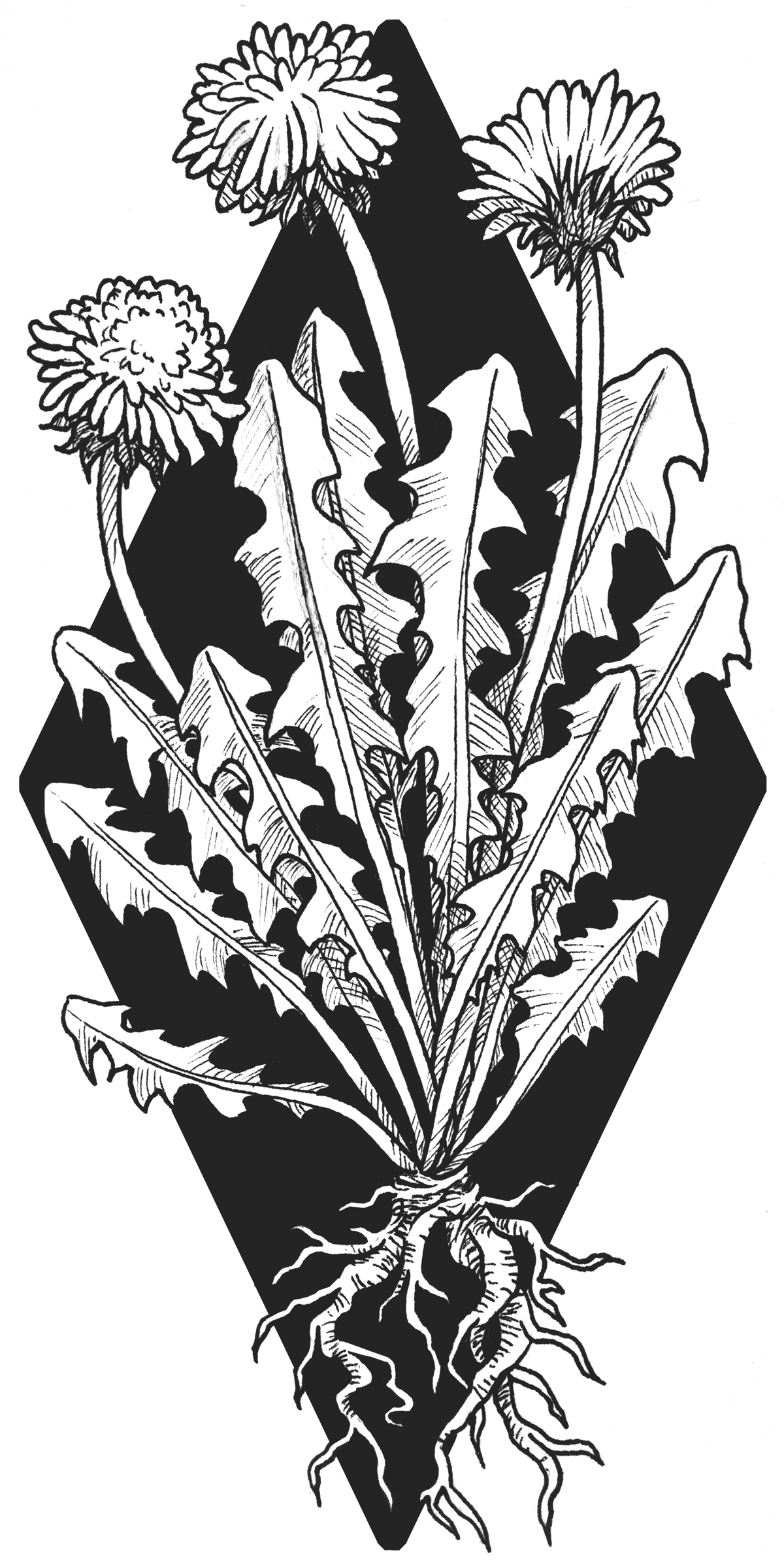 Dandelion