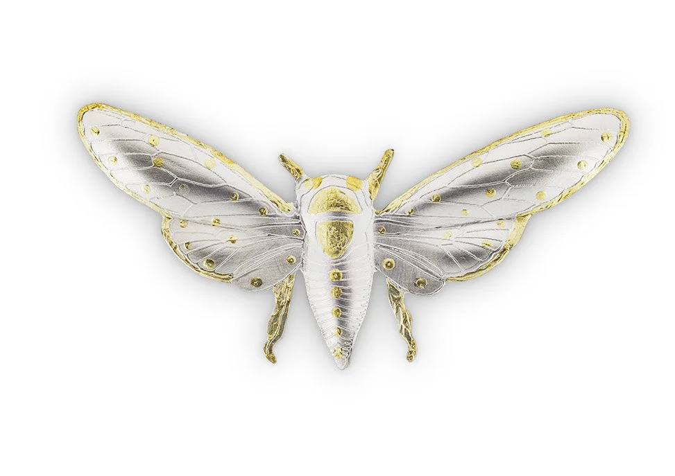 Cicada