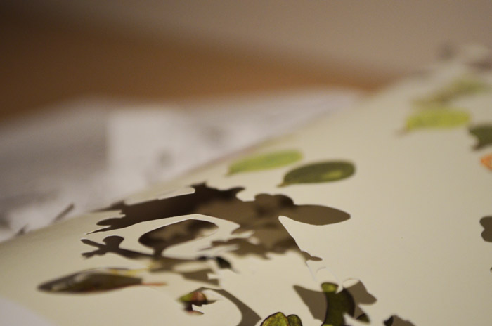 PODOCARPACEAE / Dacrycarpus – PANDNACEAE / Freycinetia
(Book and Cuttings, 2009-2013)