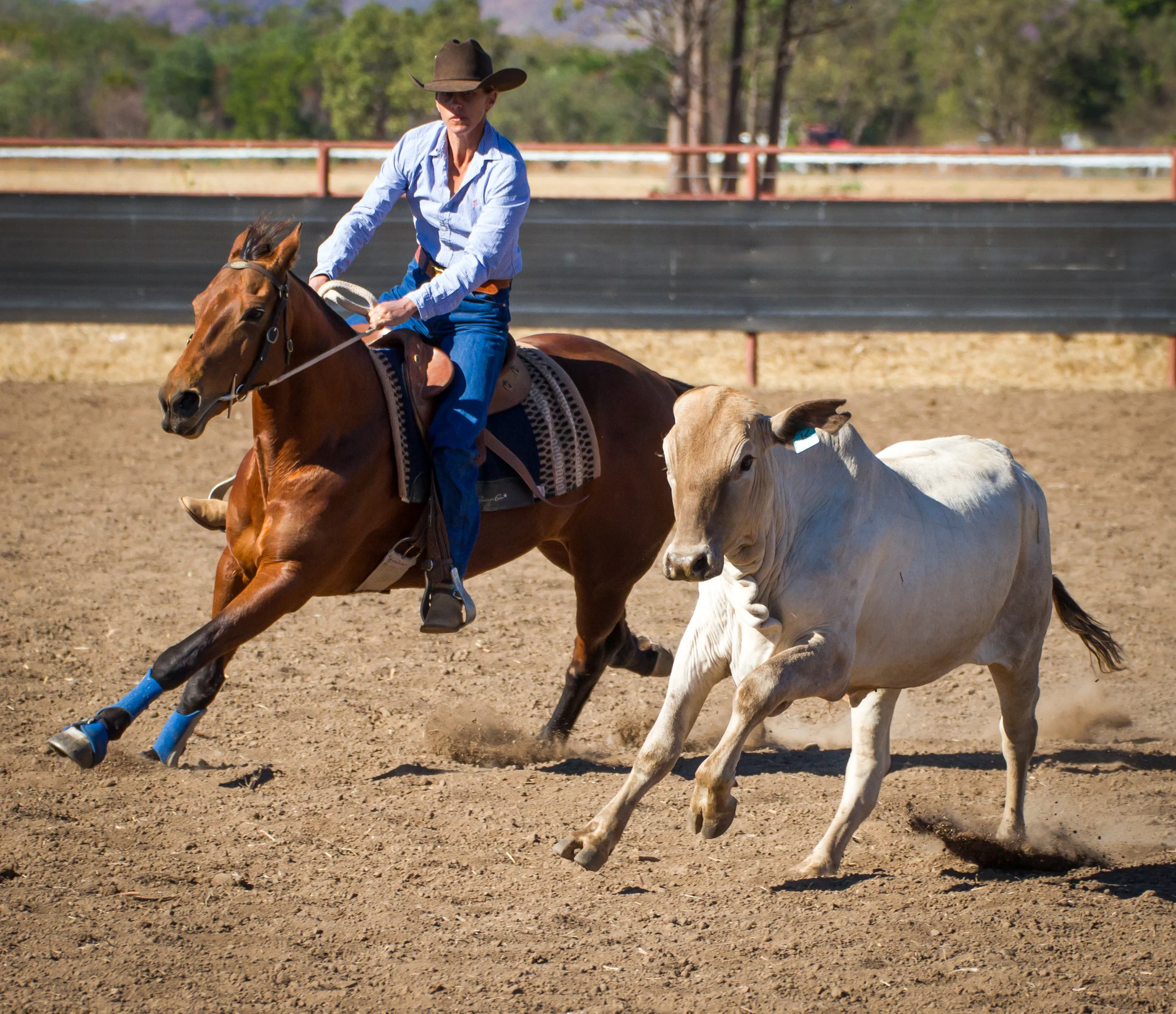 Cristina Jones riding Rogans Romona in the Novice Draft at Kununurra, 2013