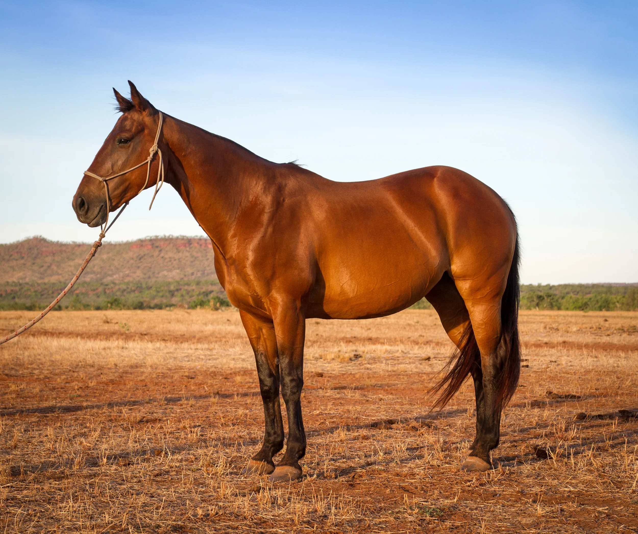 Rogans Romona (in paddock condition)