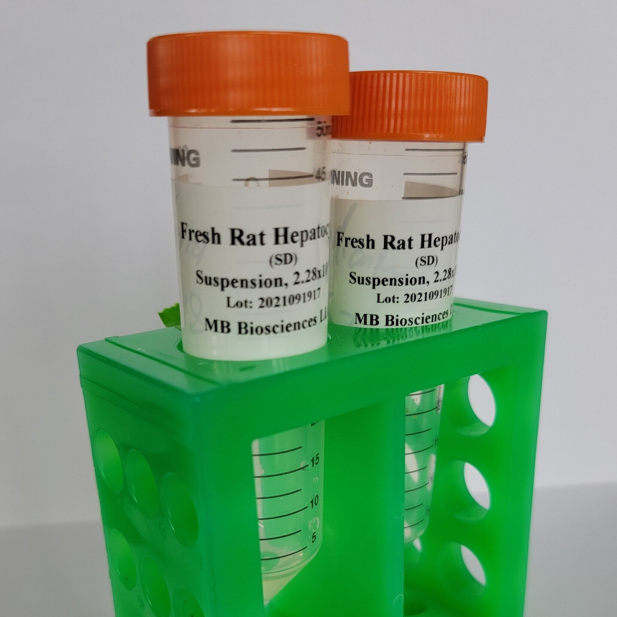 Fresh Rat Hepatocytes in Suspension