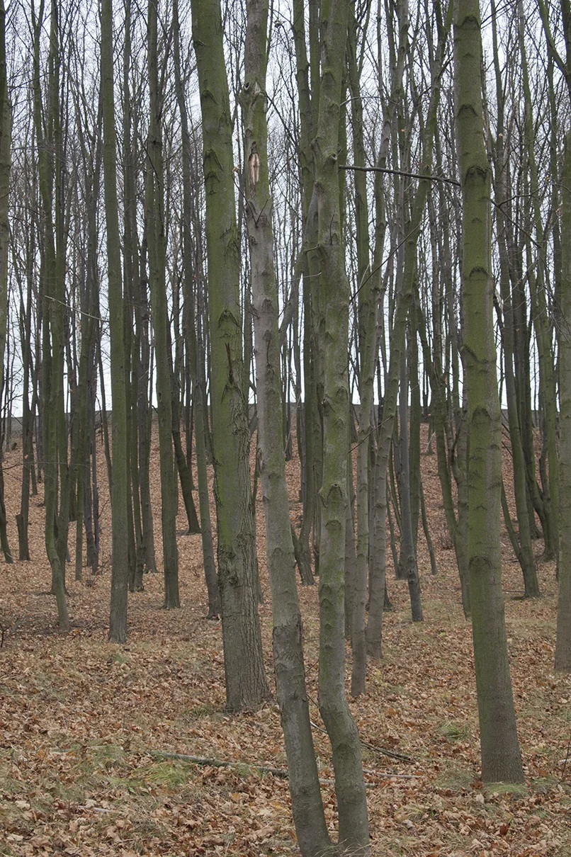 Death in green3.jpg