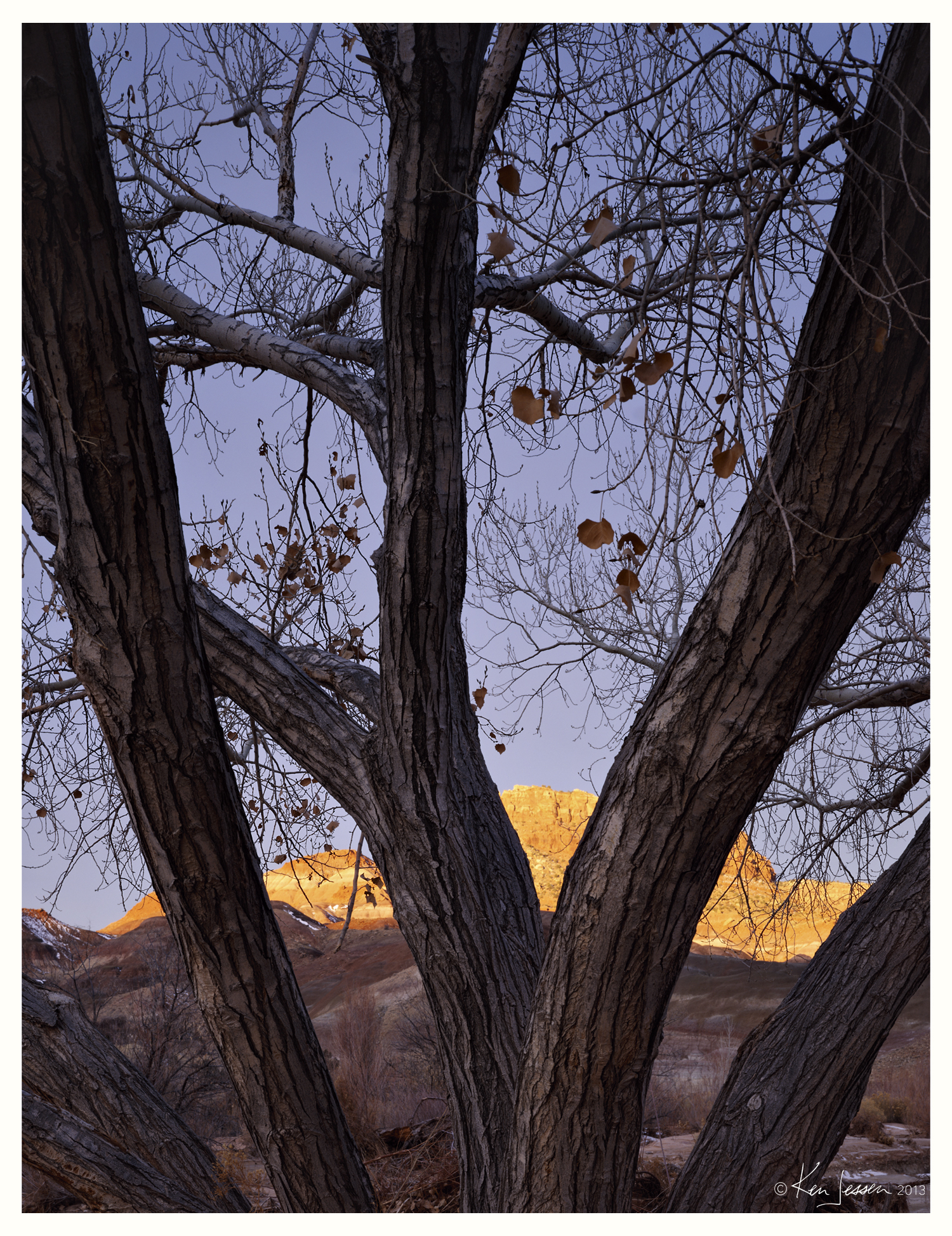 Cottonwood at Dawn