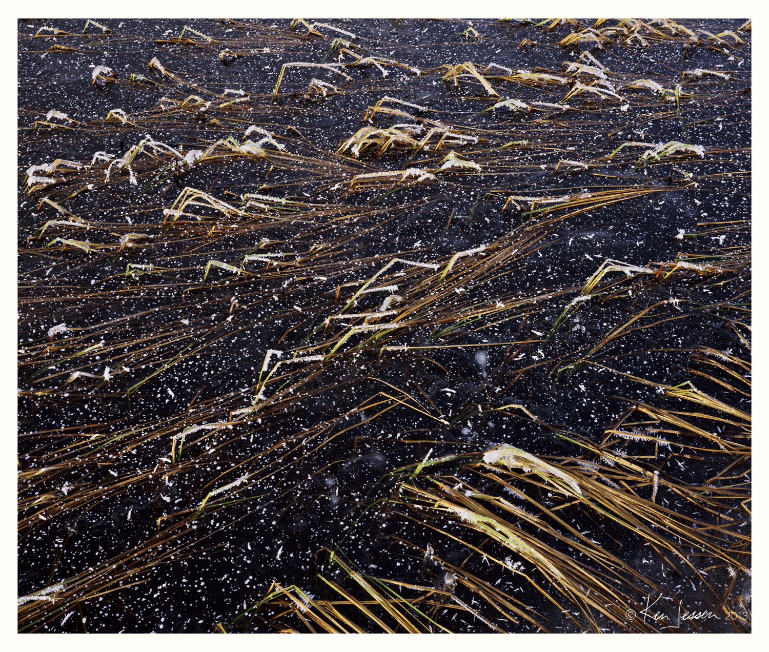 Ice and Frozen Grasses