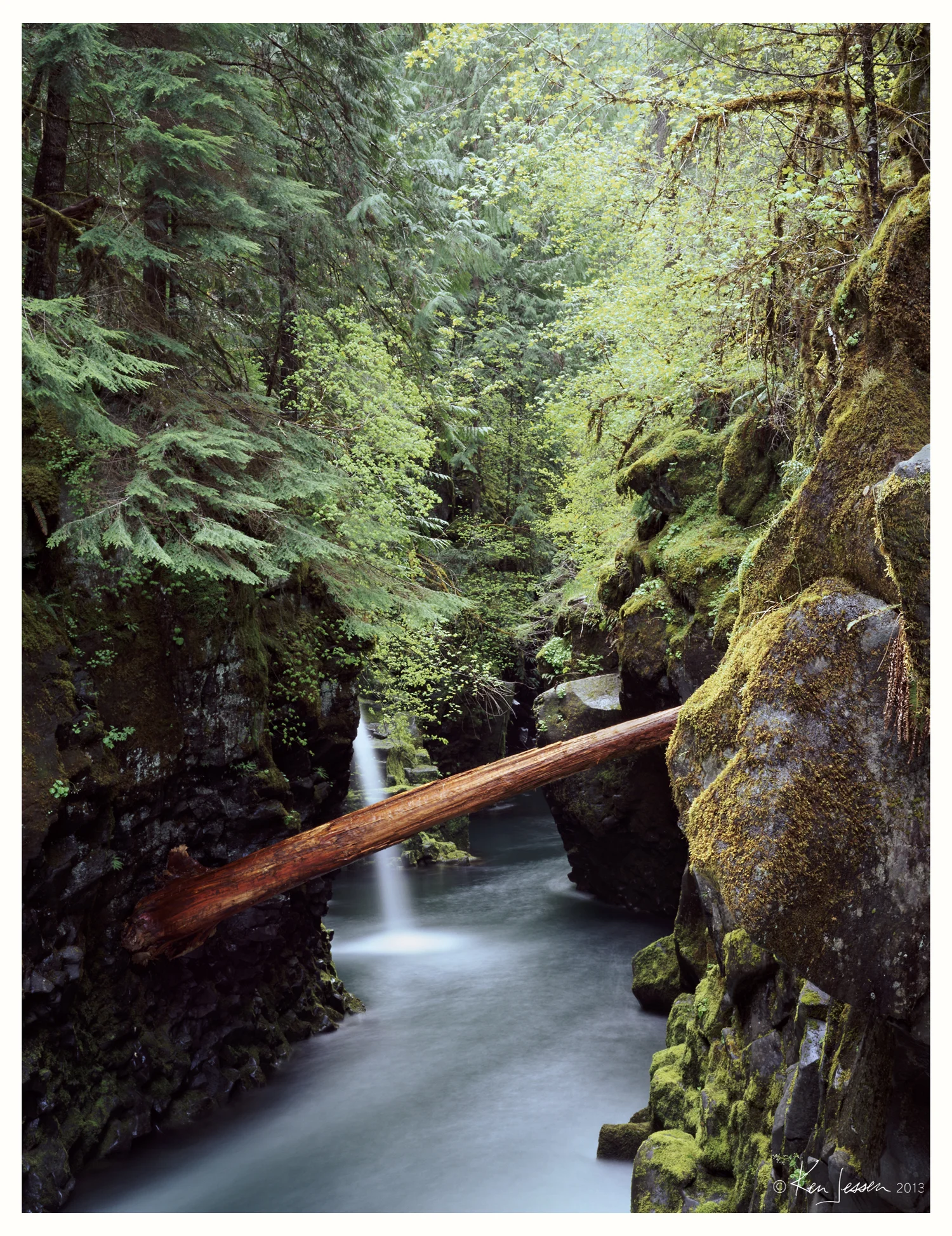 Cedar Log in Narrows
