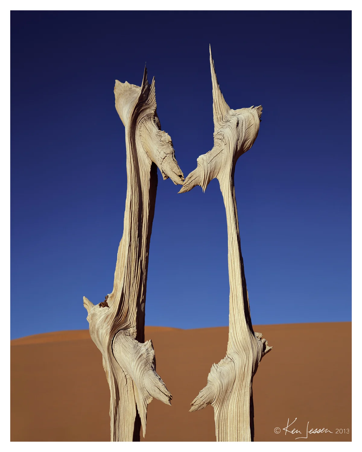 Portrait of a Desert Snag