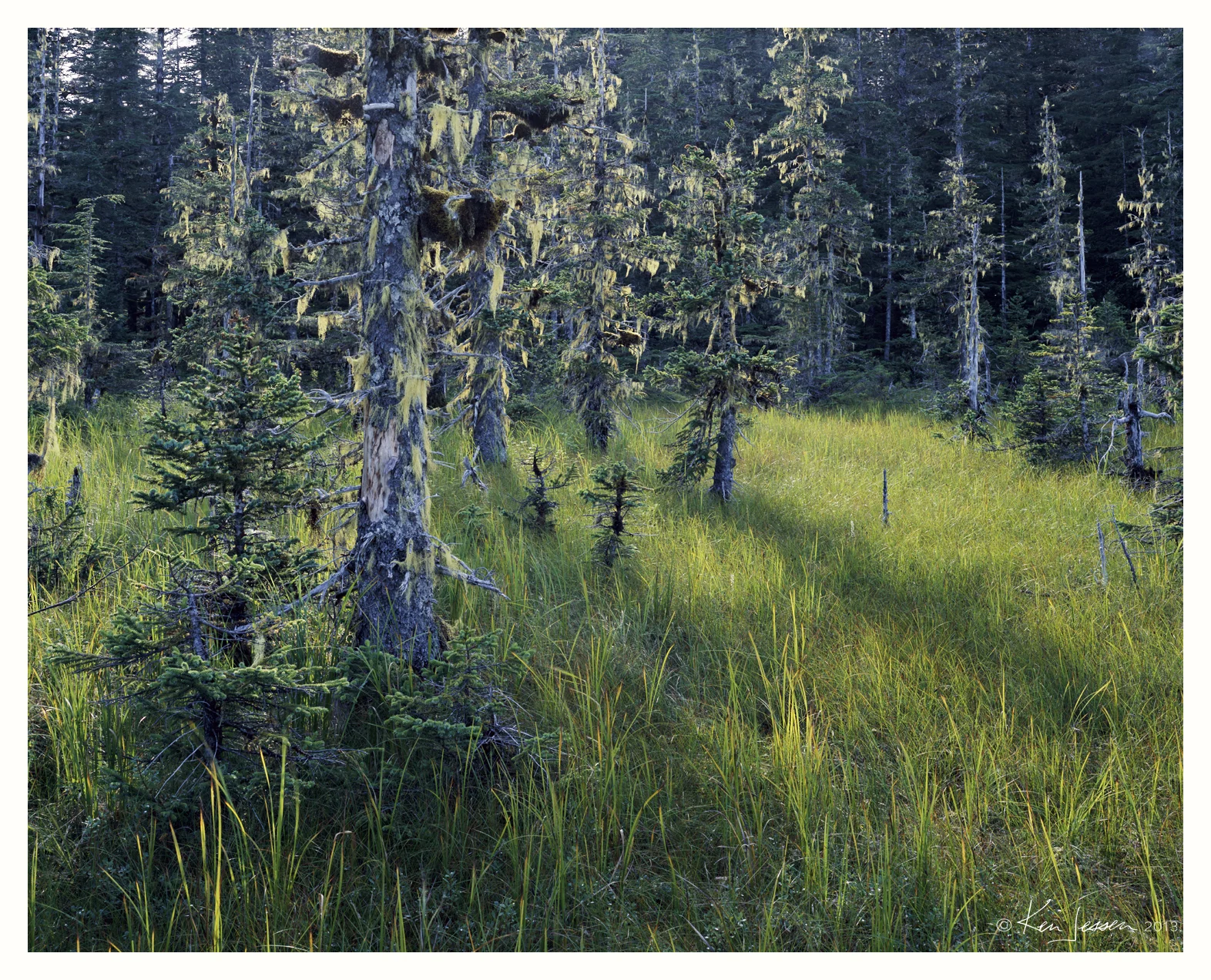 Yakutat Forest