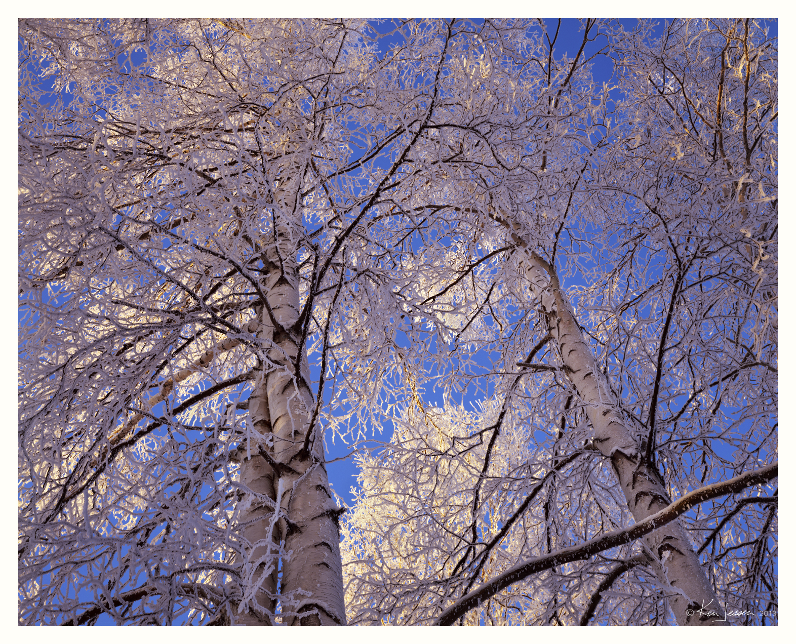 Snowy Birches at -48F