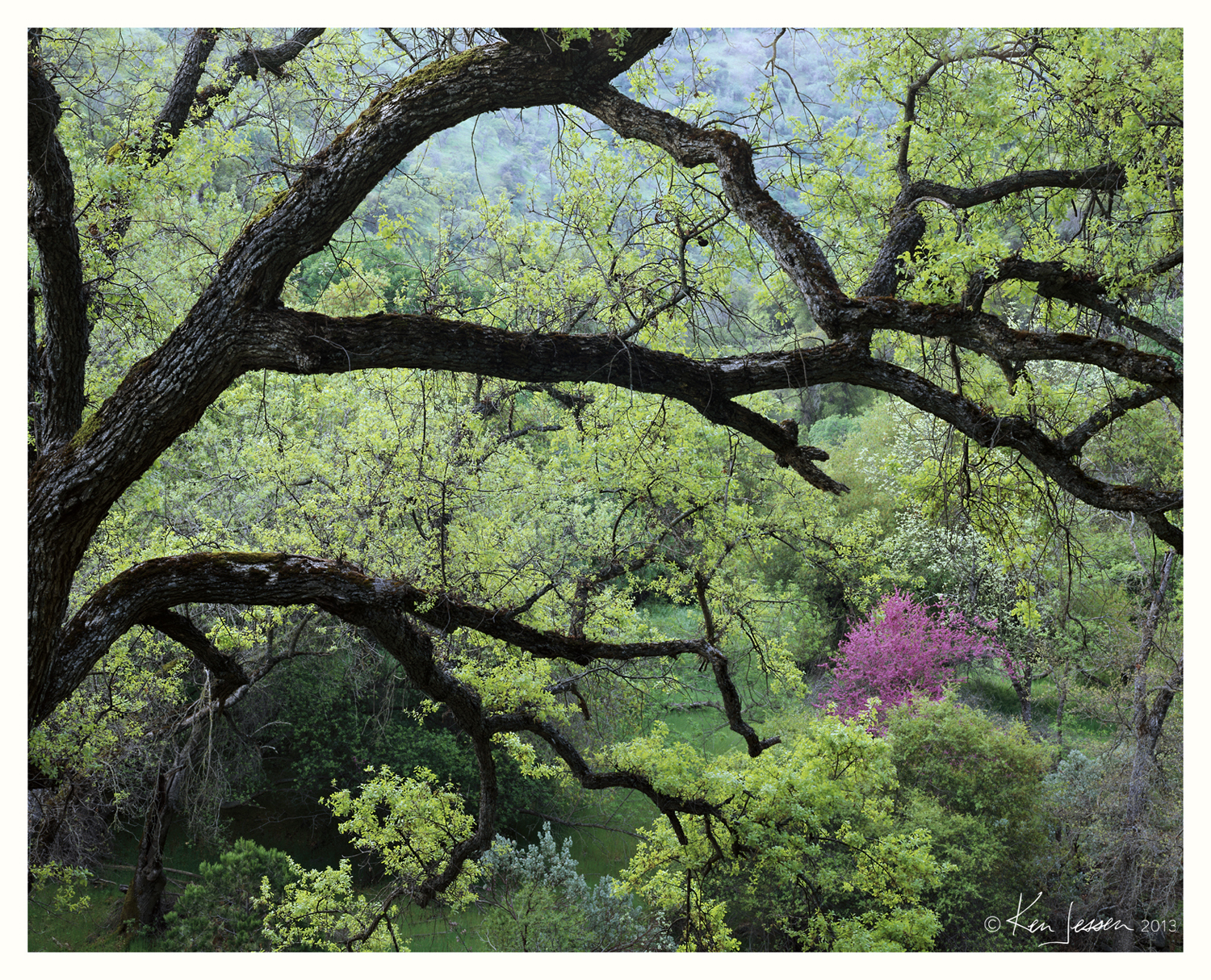 Valley Oak and Redbud, Kings Canyon, CA.jpg