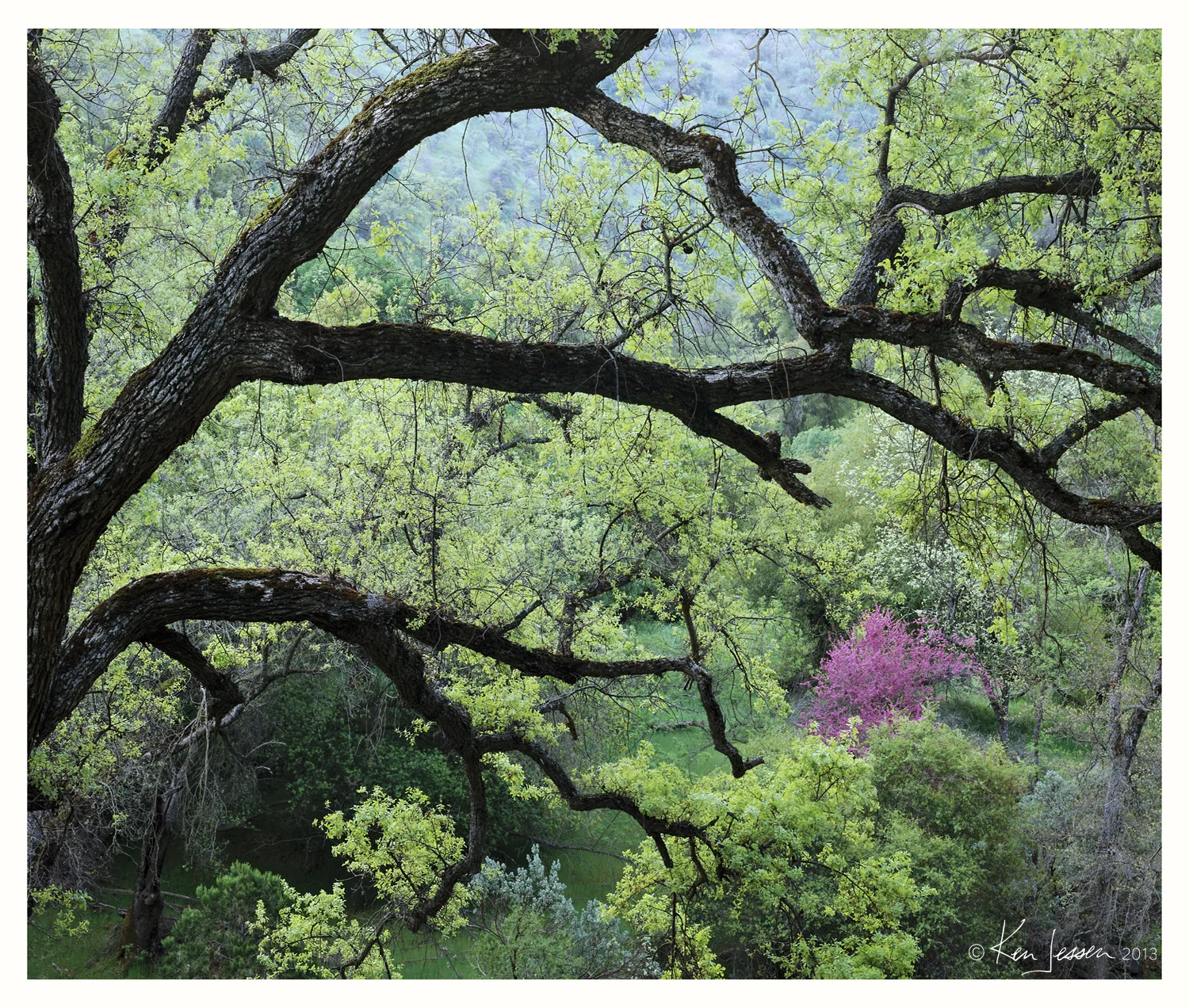 Valley Oak and Redbud