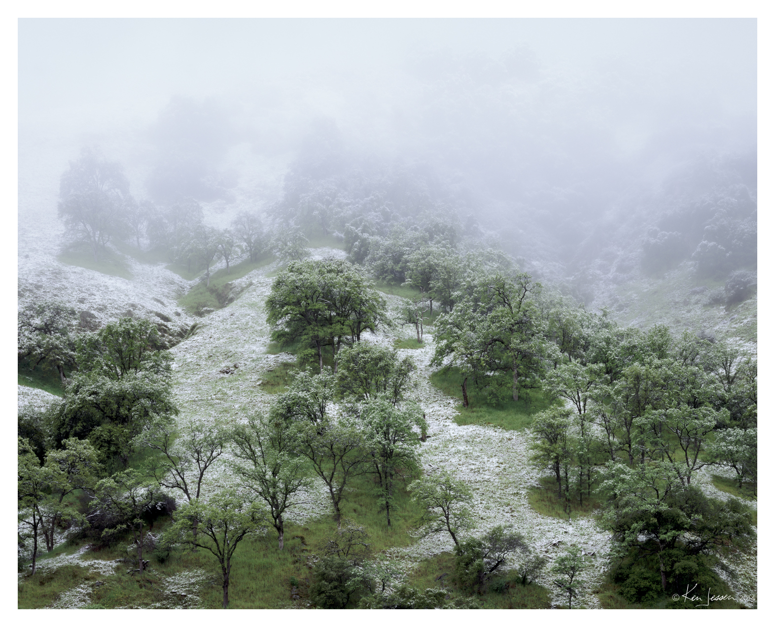 Snowy Oaks and Clouds