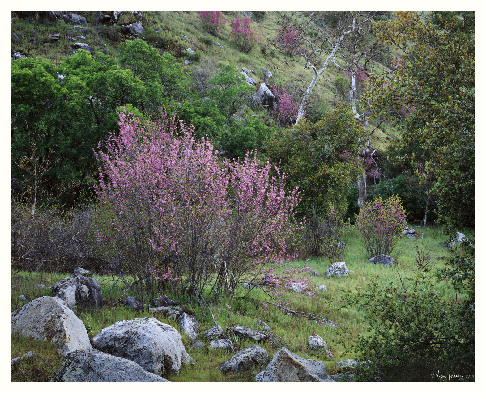 Red Bud and Sycamores