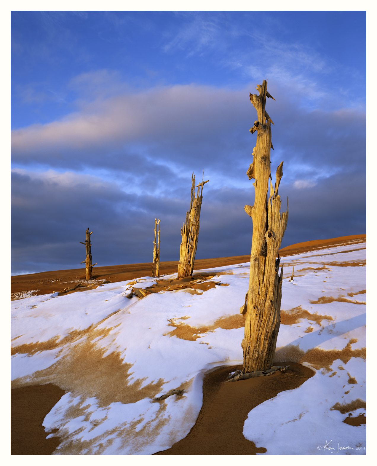 Desert Snags at Sunset