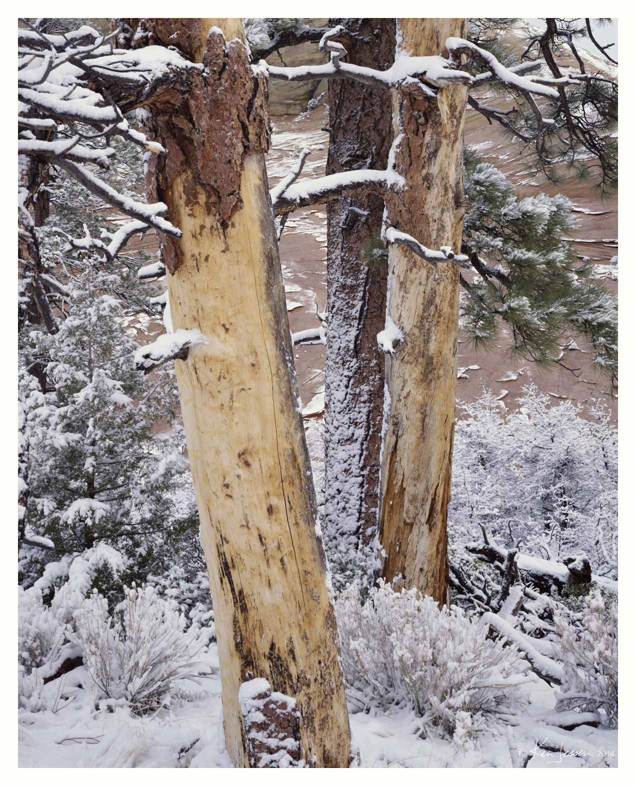 Snowy Pines