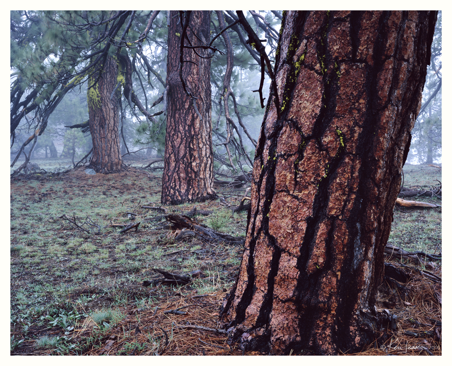 Ponderosa Pines in Fog