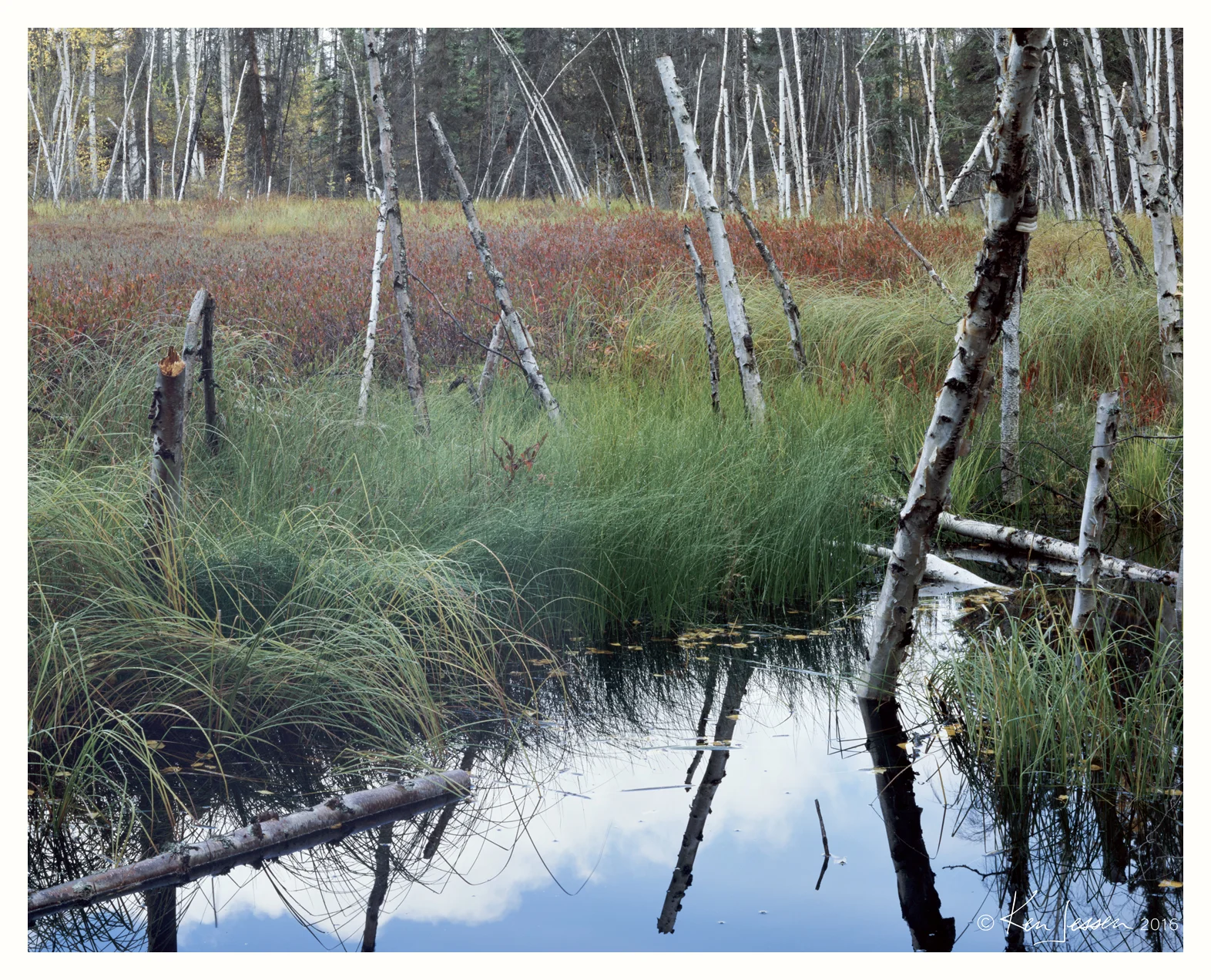 Grass Lake and Drowned Birches