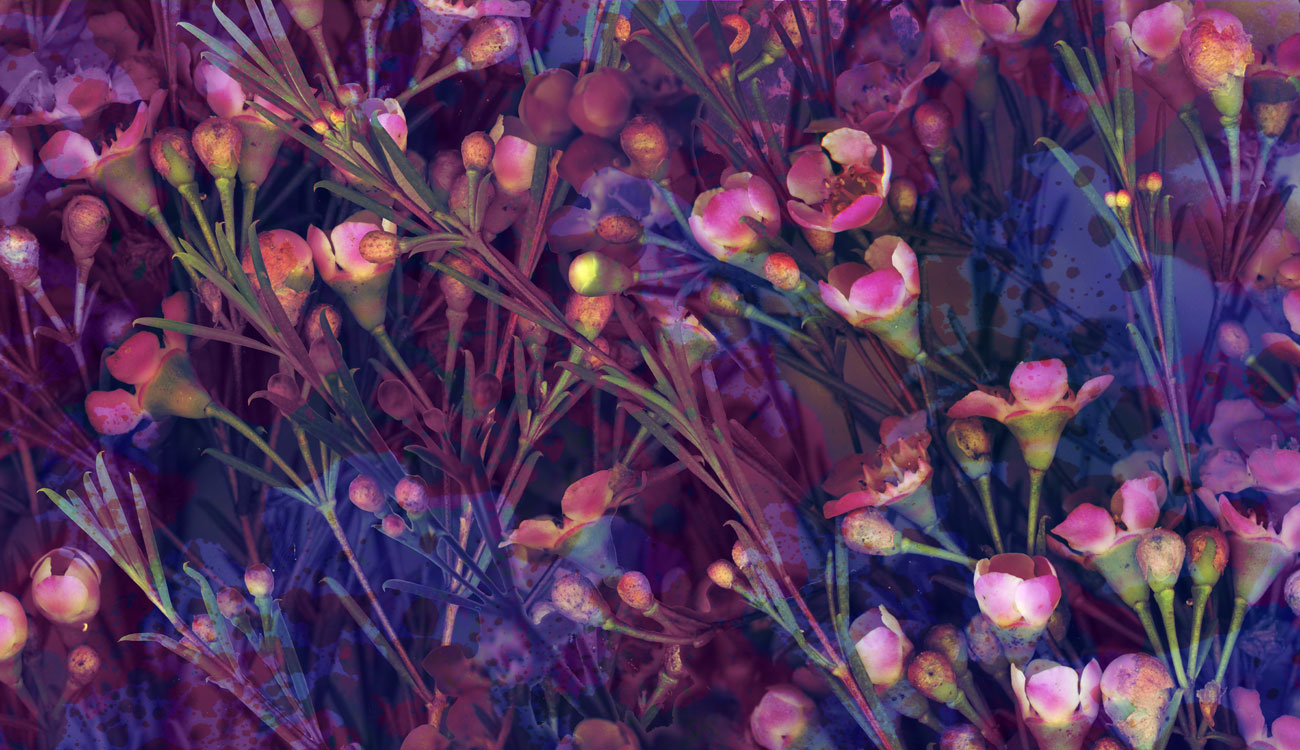 flowers-mini01.jpg