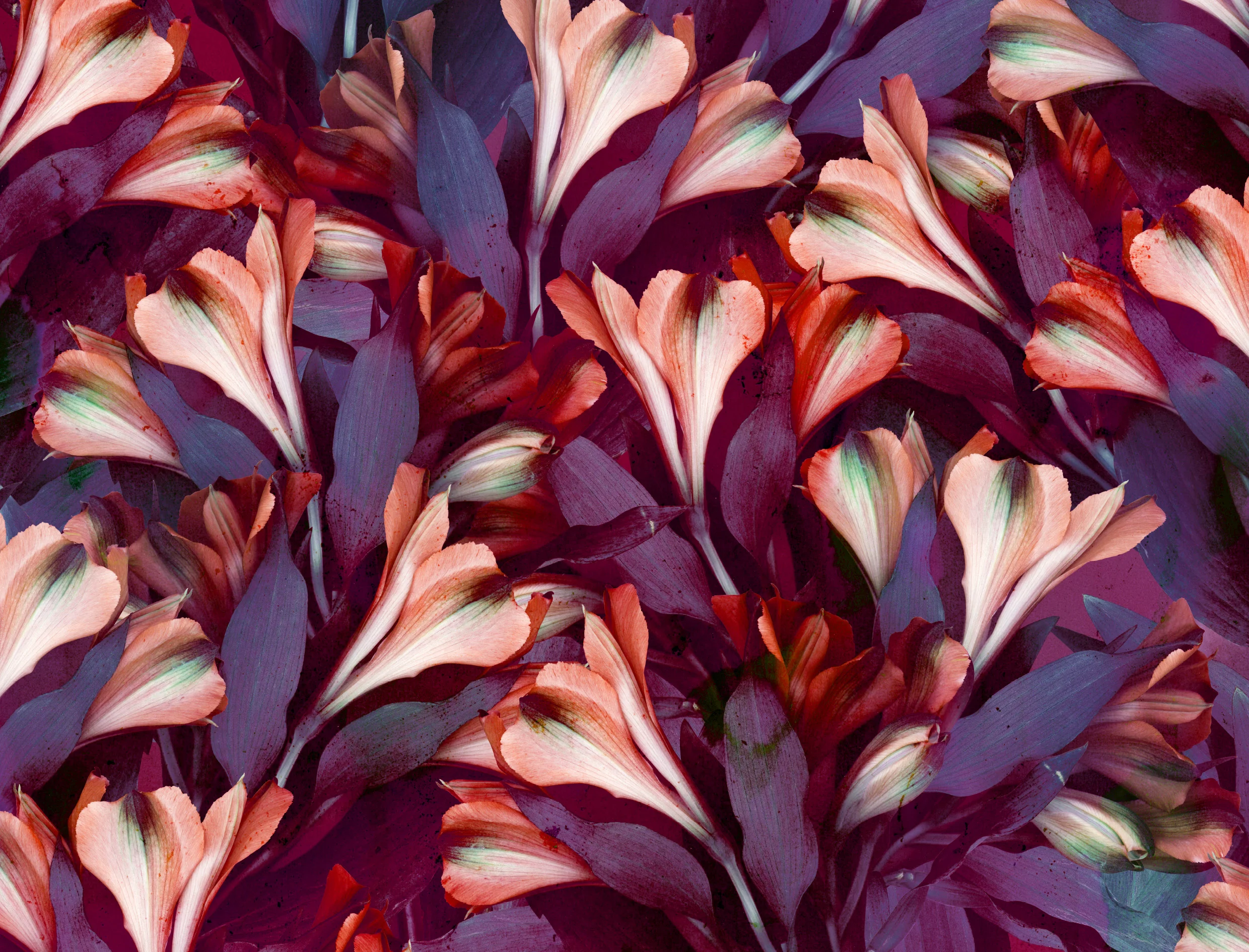 portfolio-ipad-21x16cm-01-floral0238.jpg