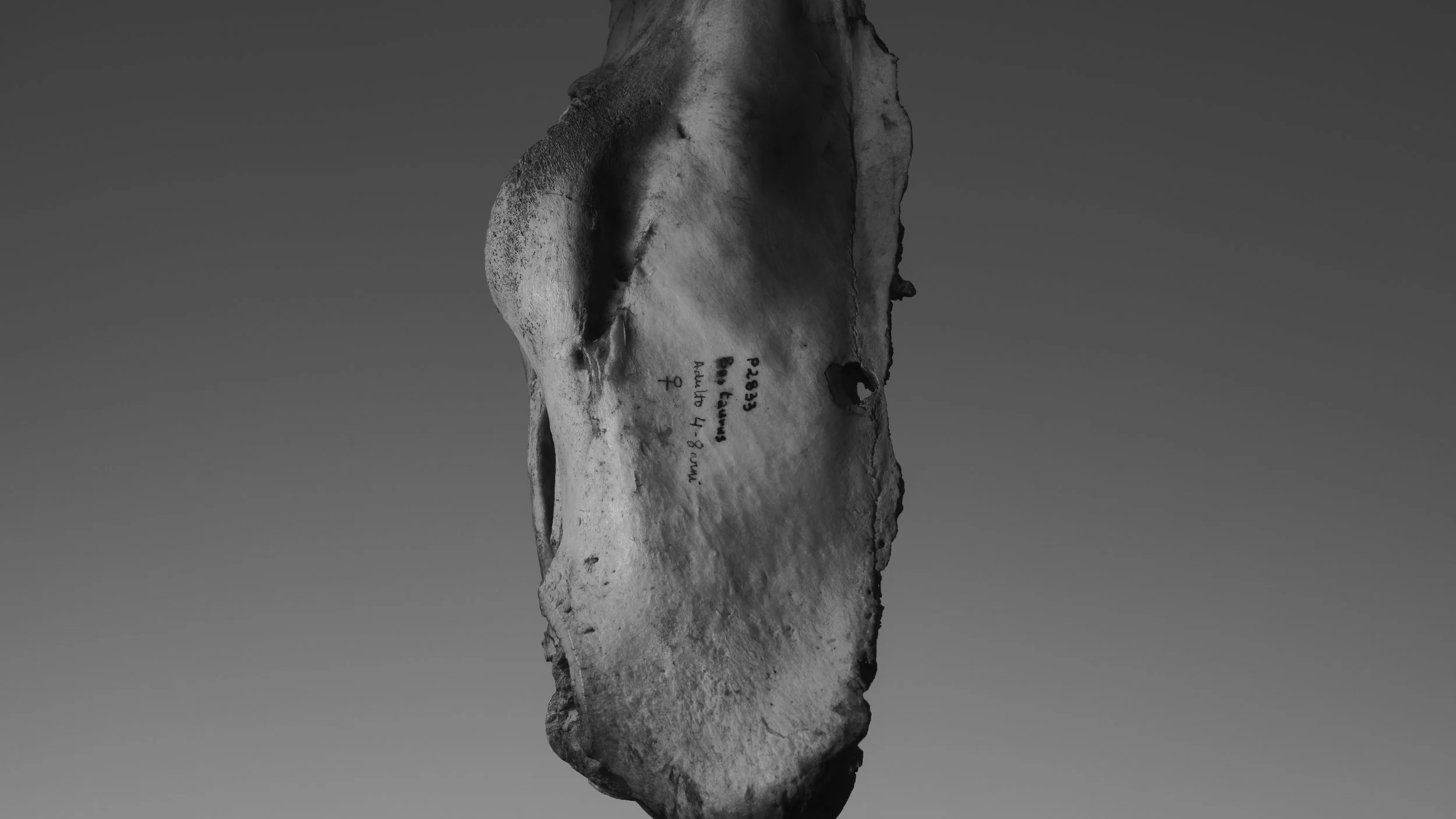 2023_01_Biasiucci pulita.jpg