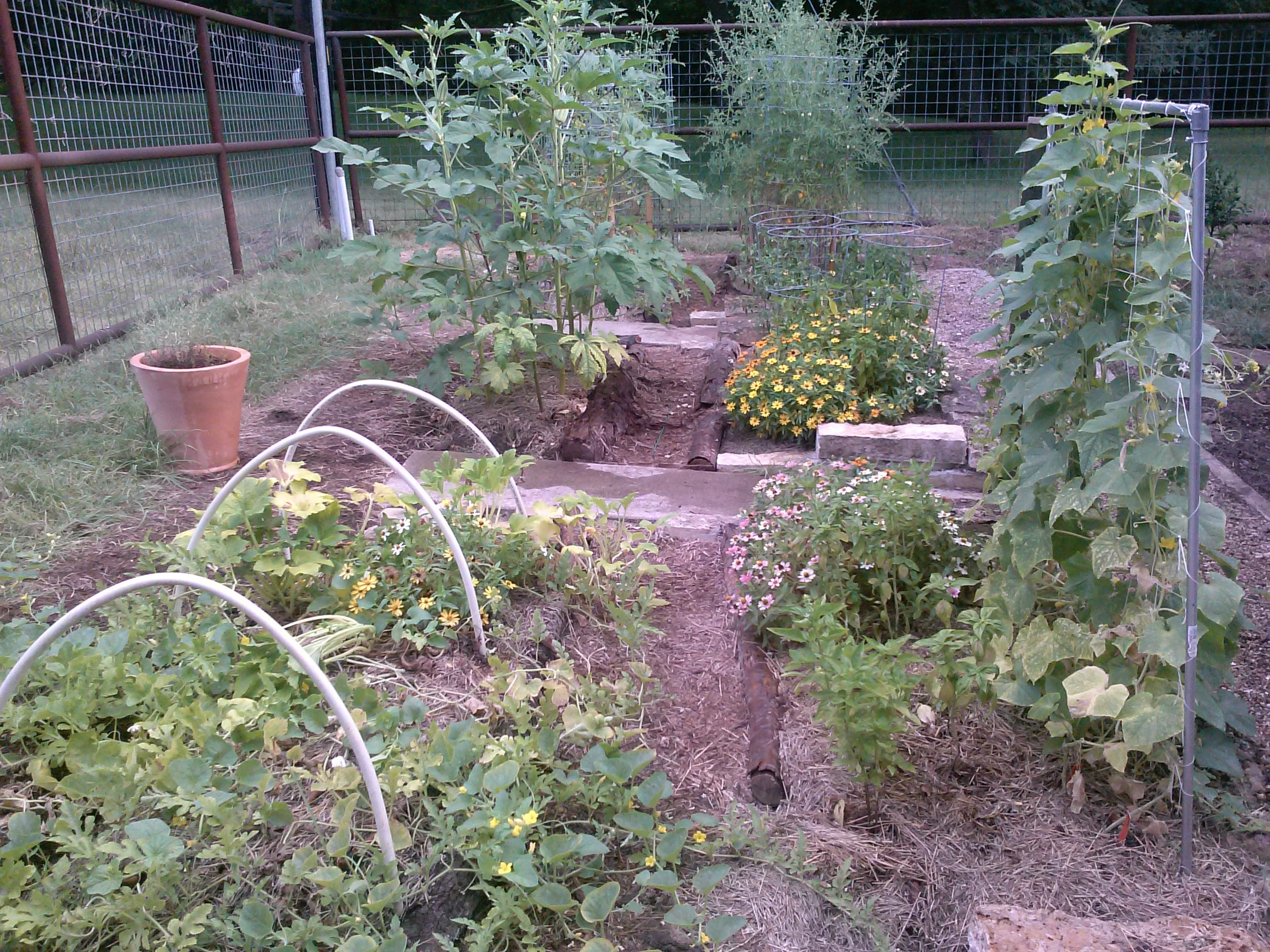 After: Veggie Garden summer 2015