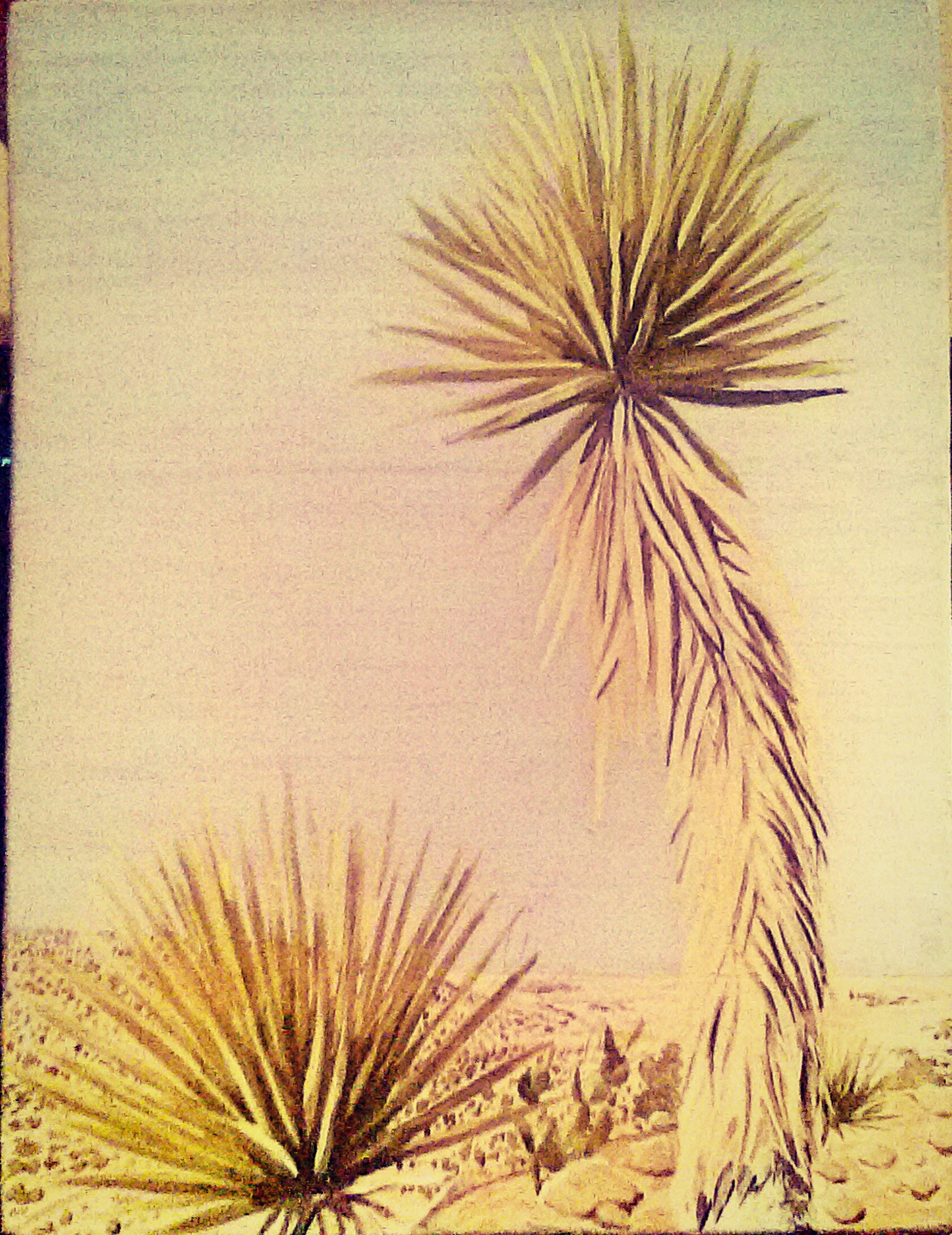 Reed Jones - 2 Yucca